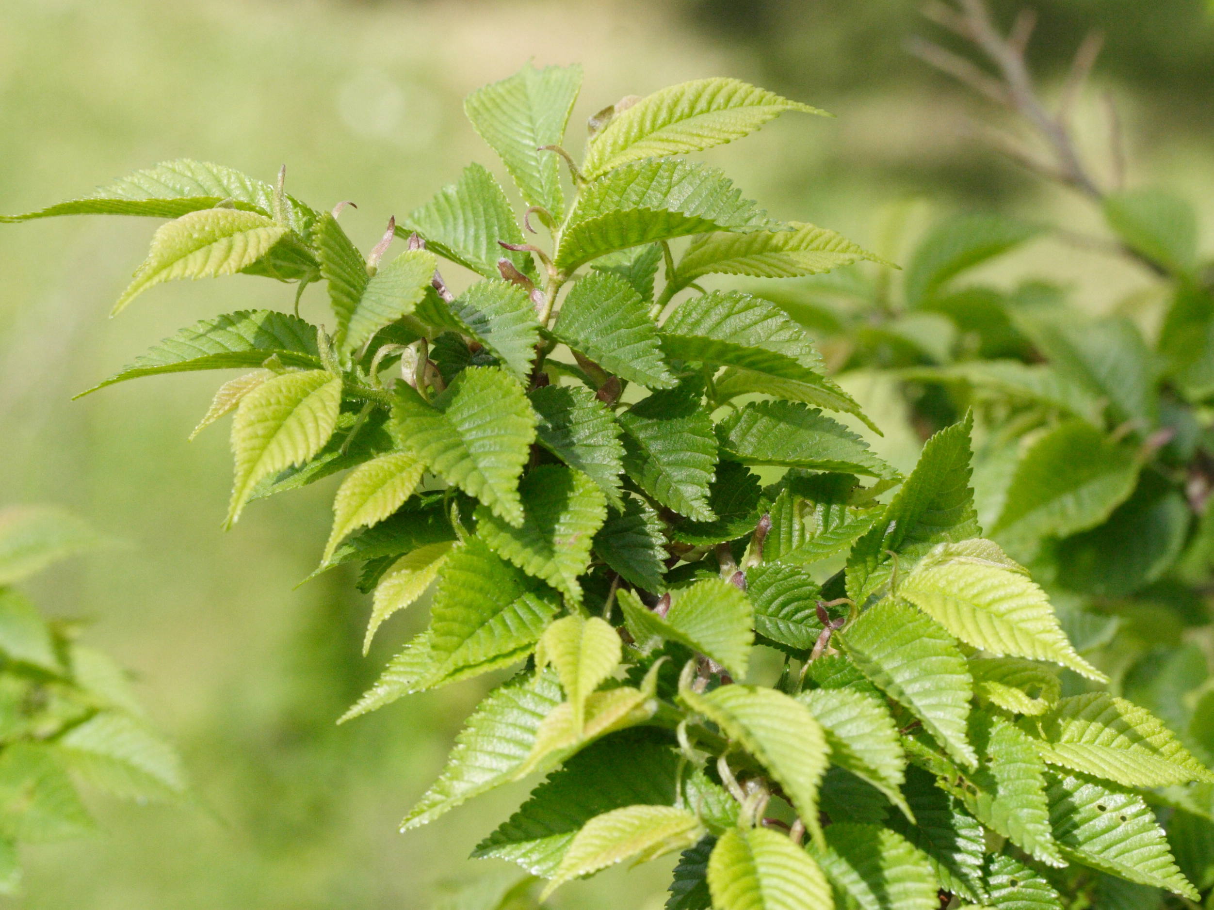 ulmus_x_hollandica1md