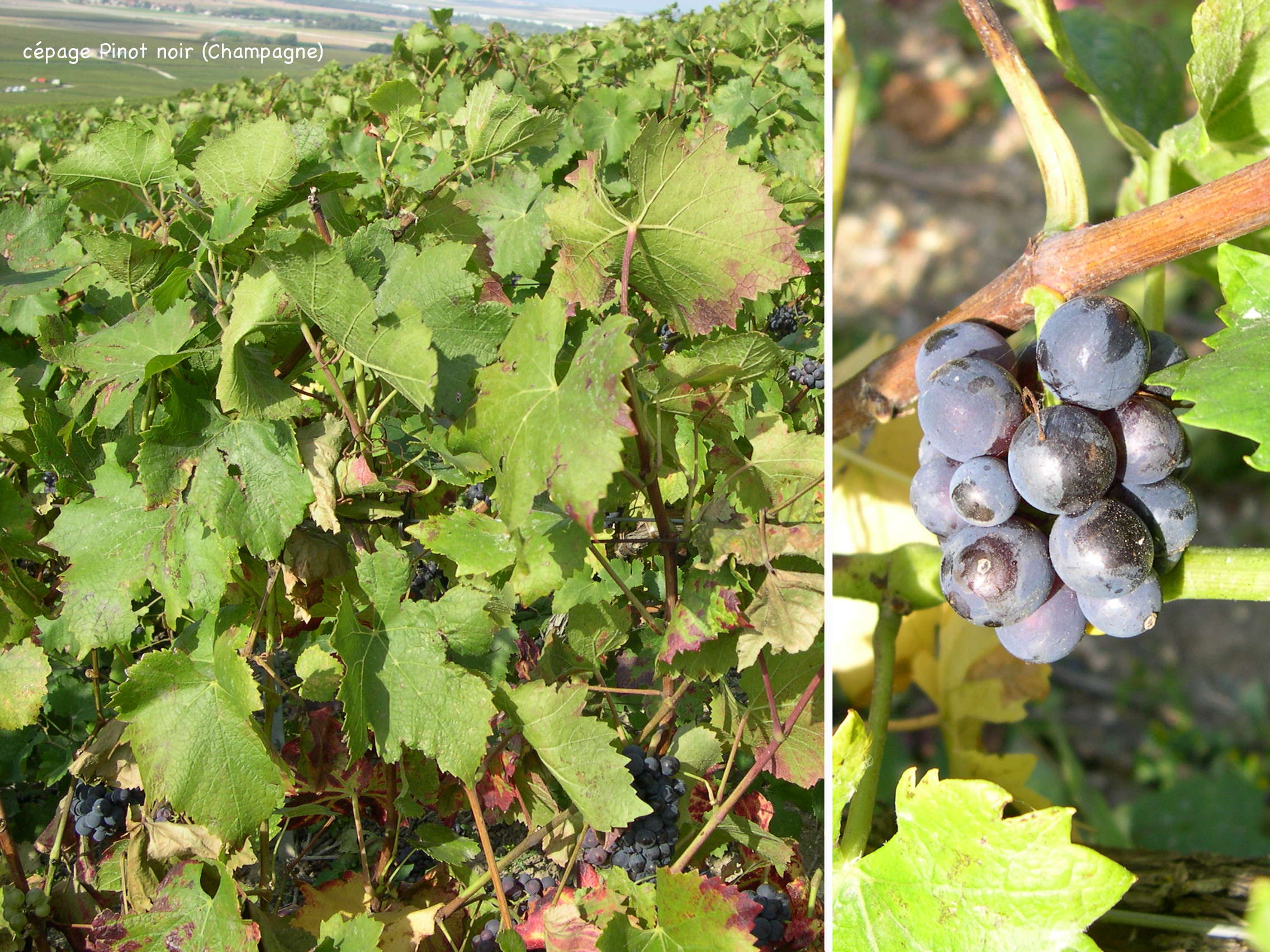 Vitis_vinifera