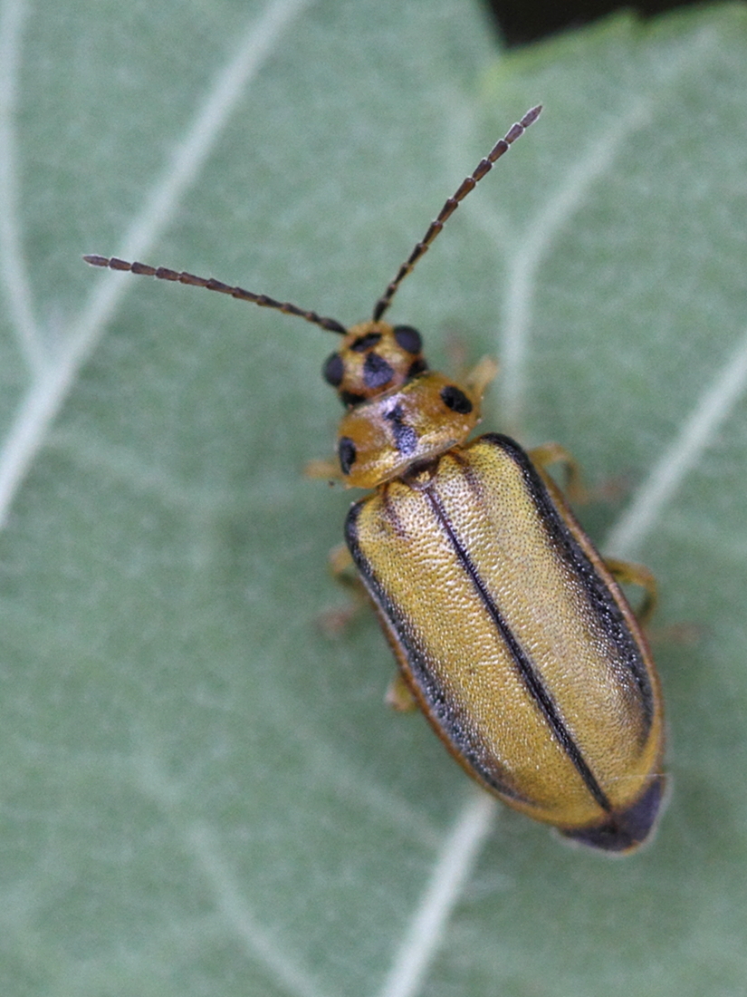 xanthogaleruca_luteola1md