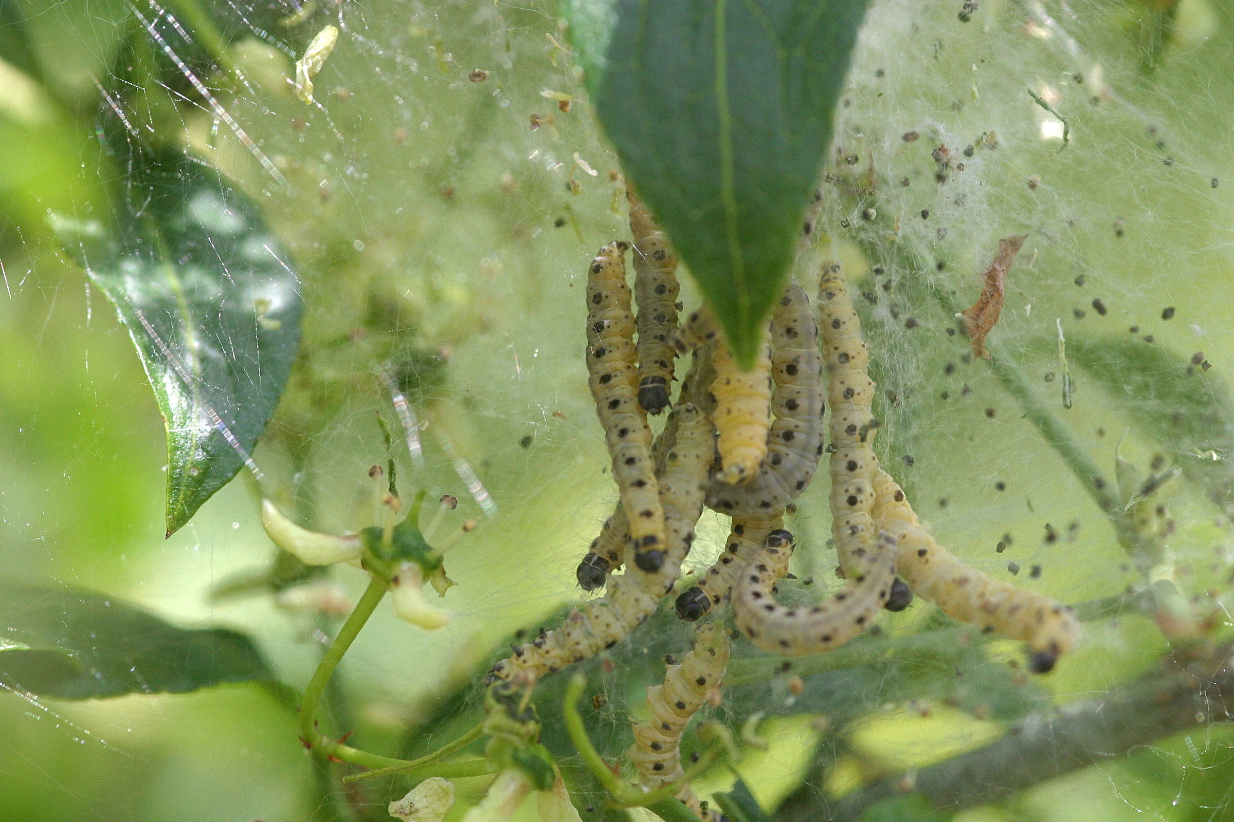 yponomeuta_cagnagella_ch1bd