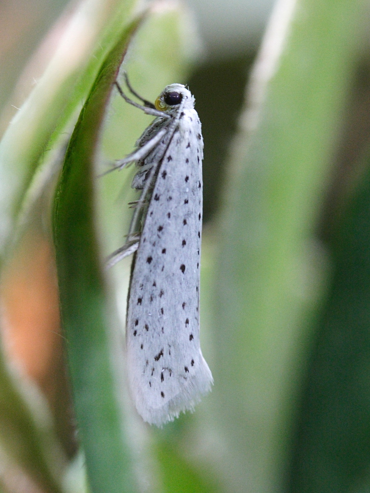 yponomeuta_evonymella3md