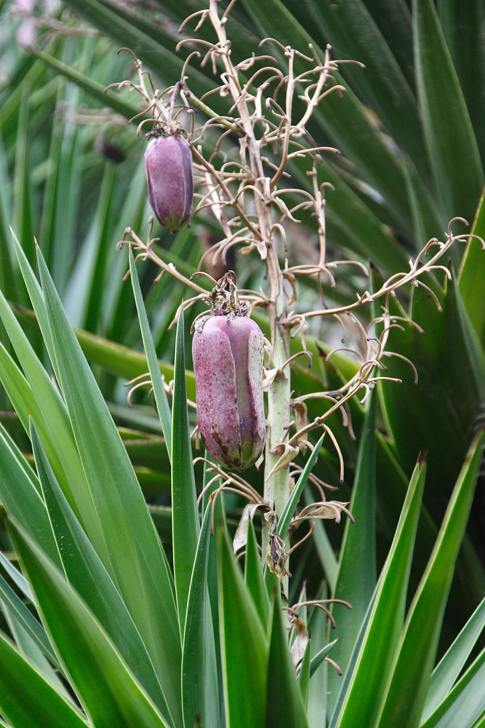 yucca_gloriosa4bd