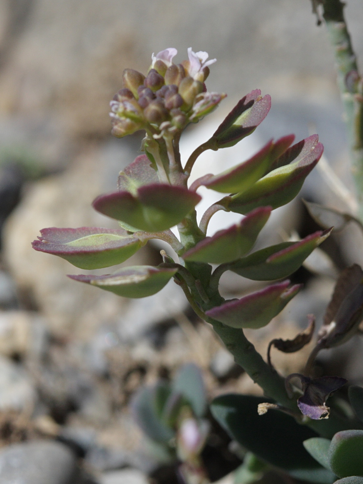 aethionema_oppositifolium3bd