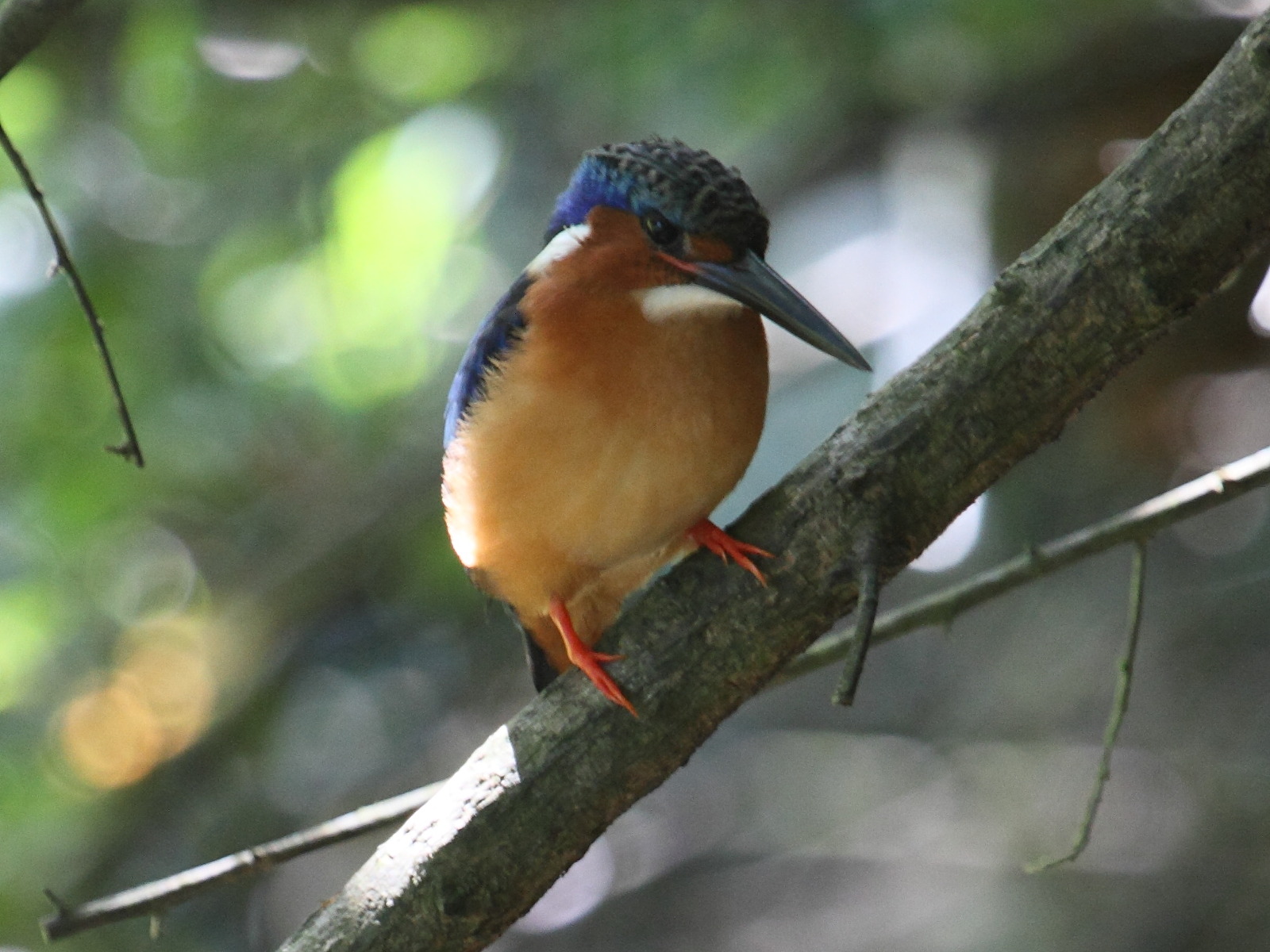Alcedo_vintsioides