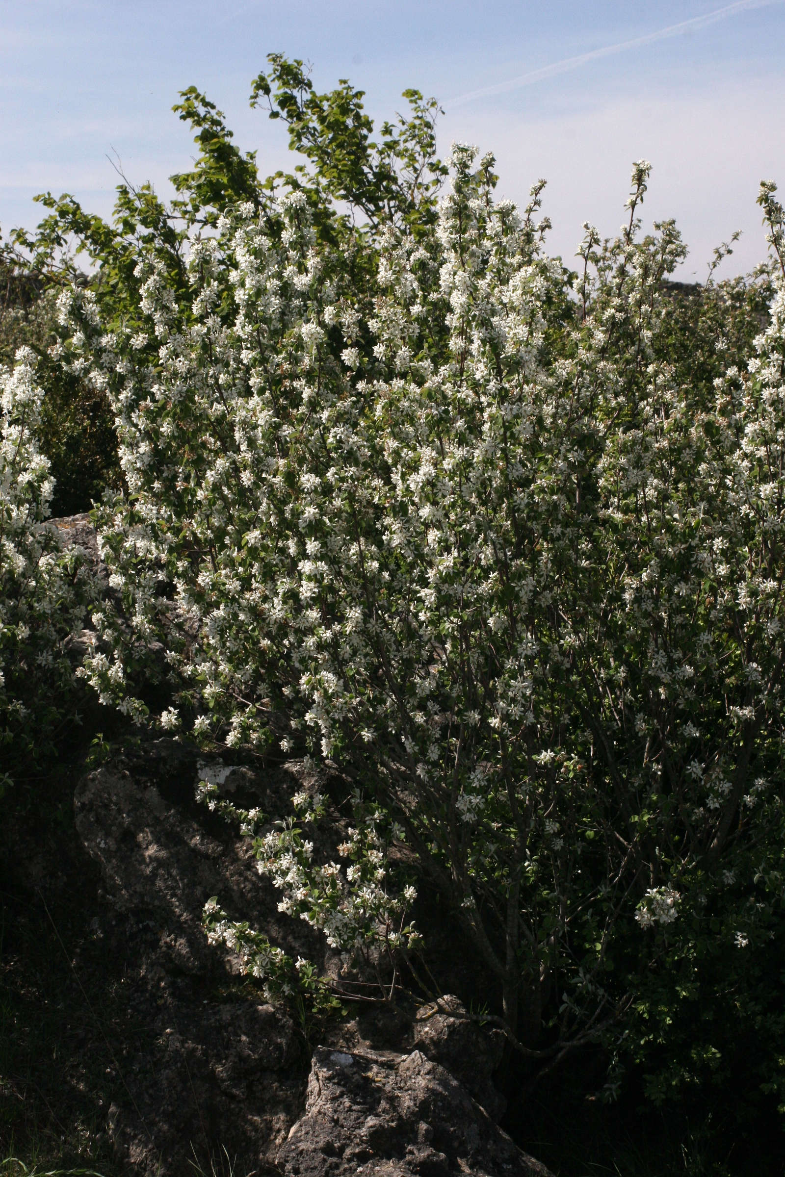 Afficher le média amelanchier_ovalis1cmd amelanchier_ovalis1cmd