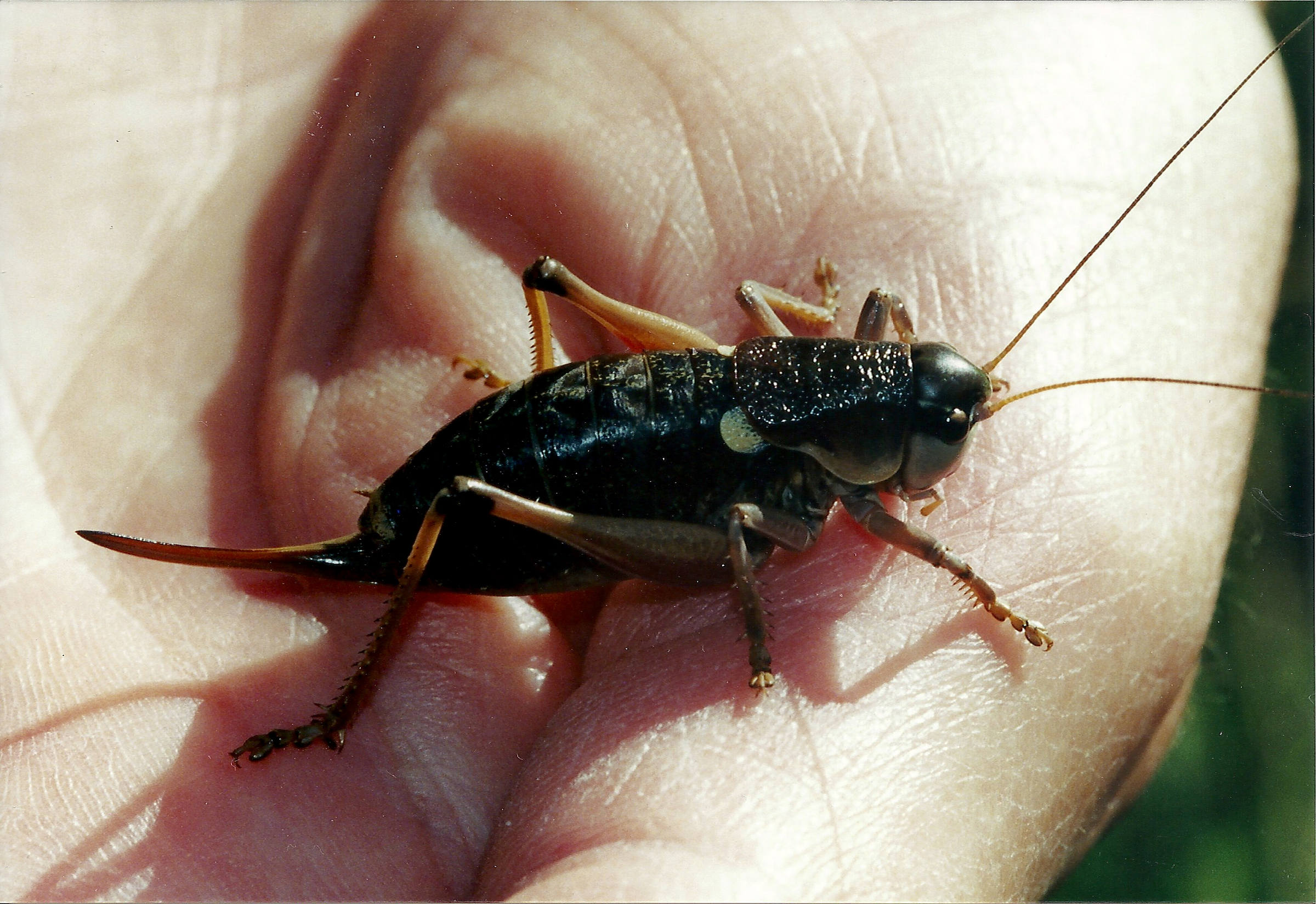 anonconotus_ghiliari2md