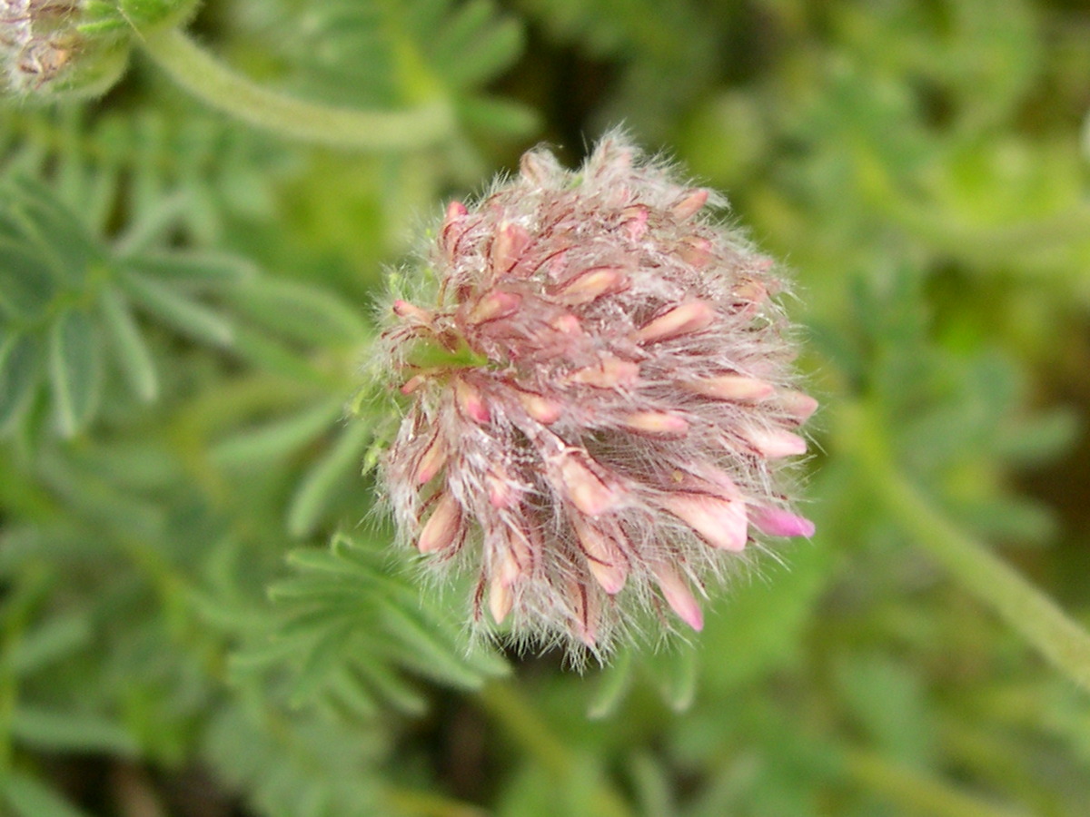 anthyllis_montana4md