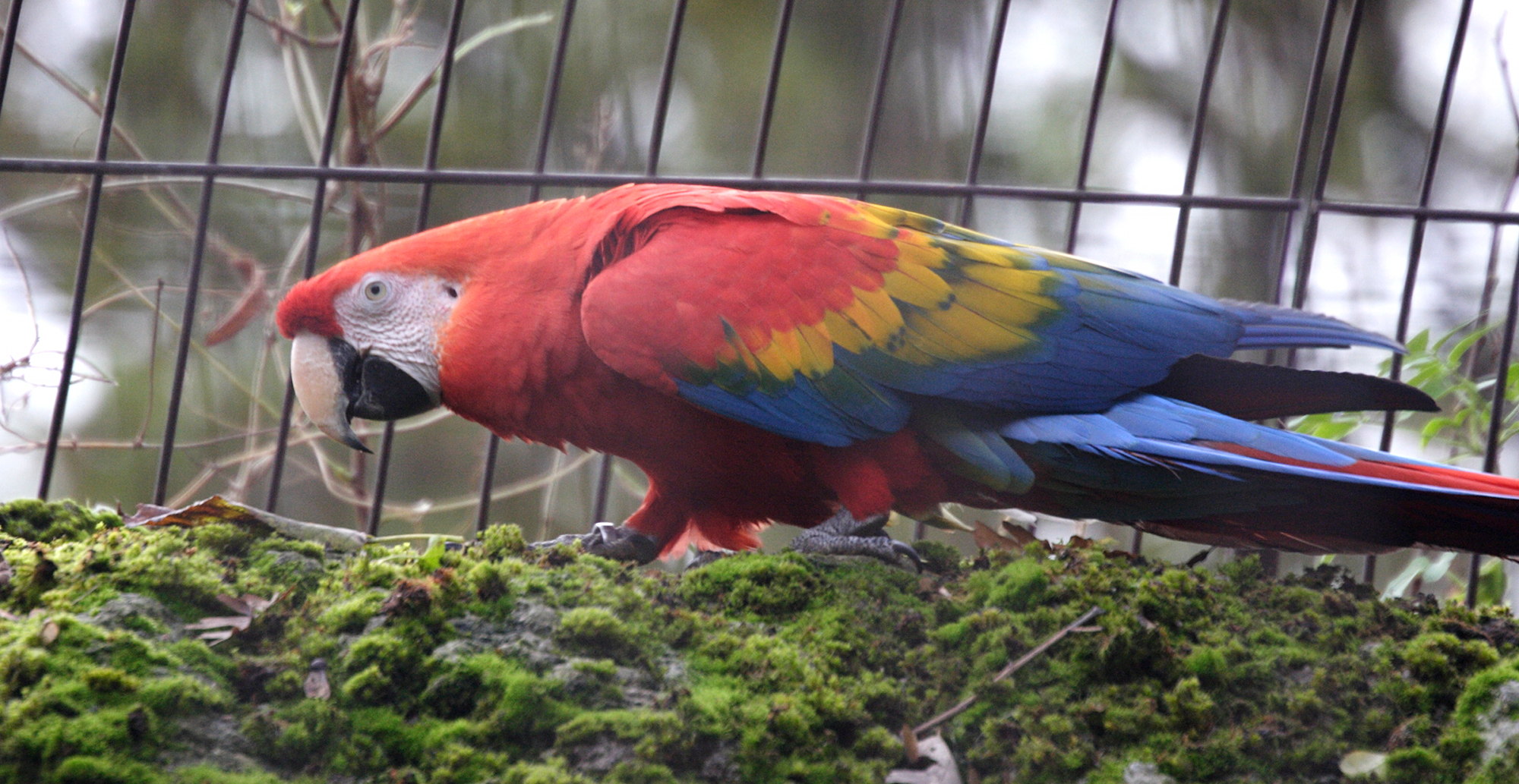 ara_rouge_-_ara_macao2md