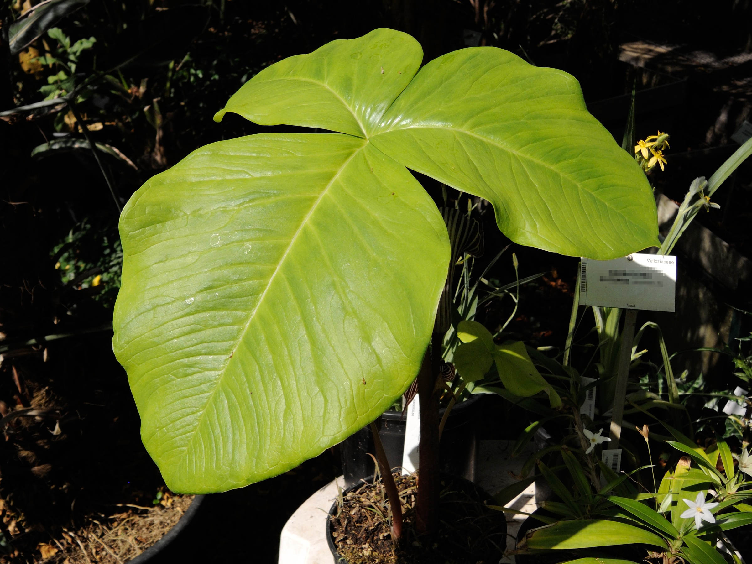 arisaema_fargesii2md