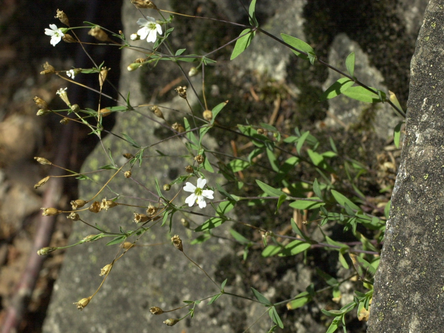 Afficher le média atocion_rupestris2md atocion_rupestris2md