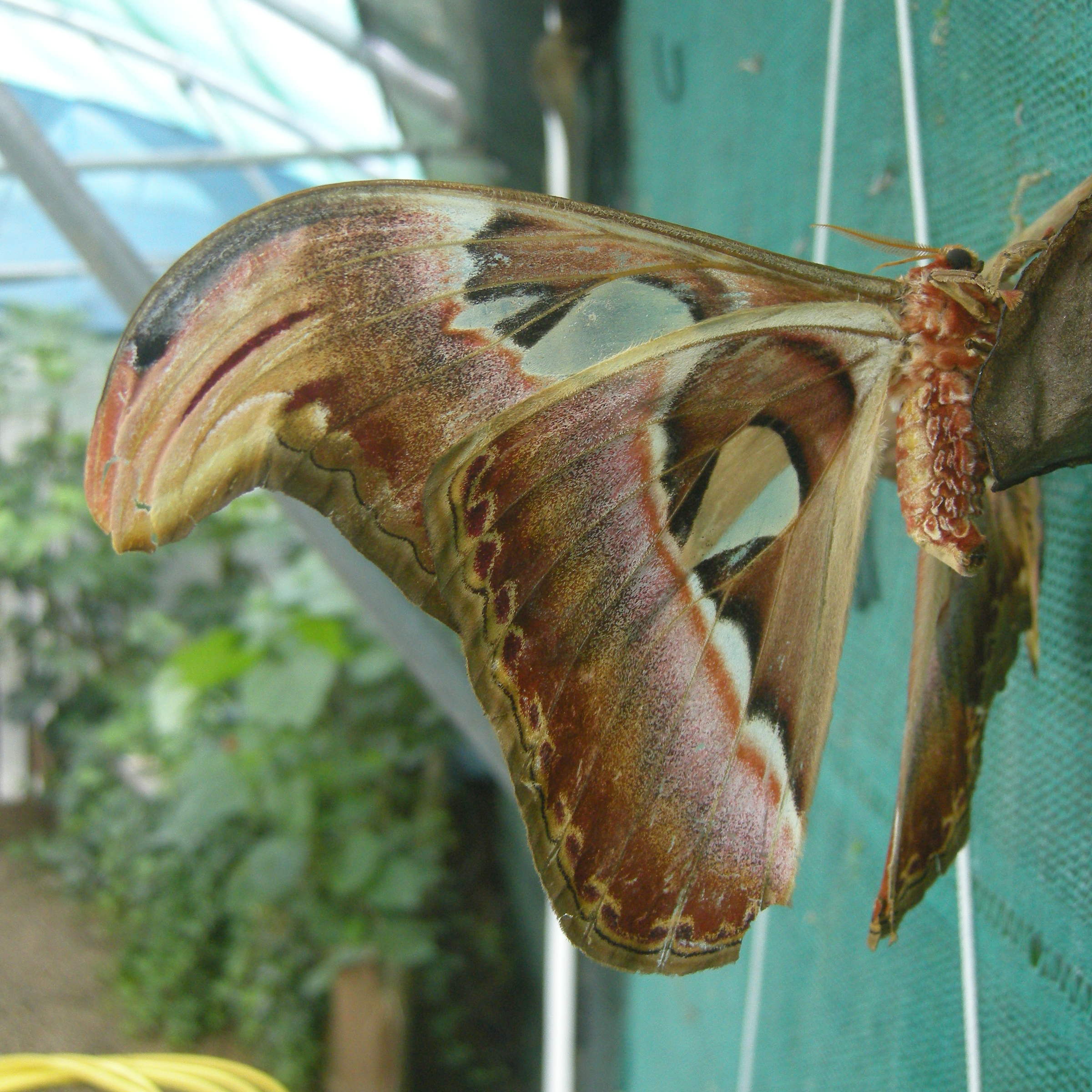 attacus_atlas3md