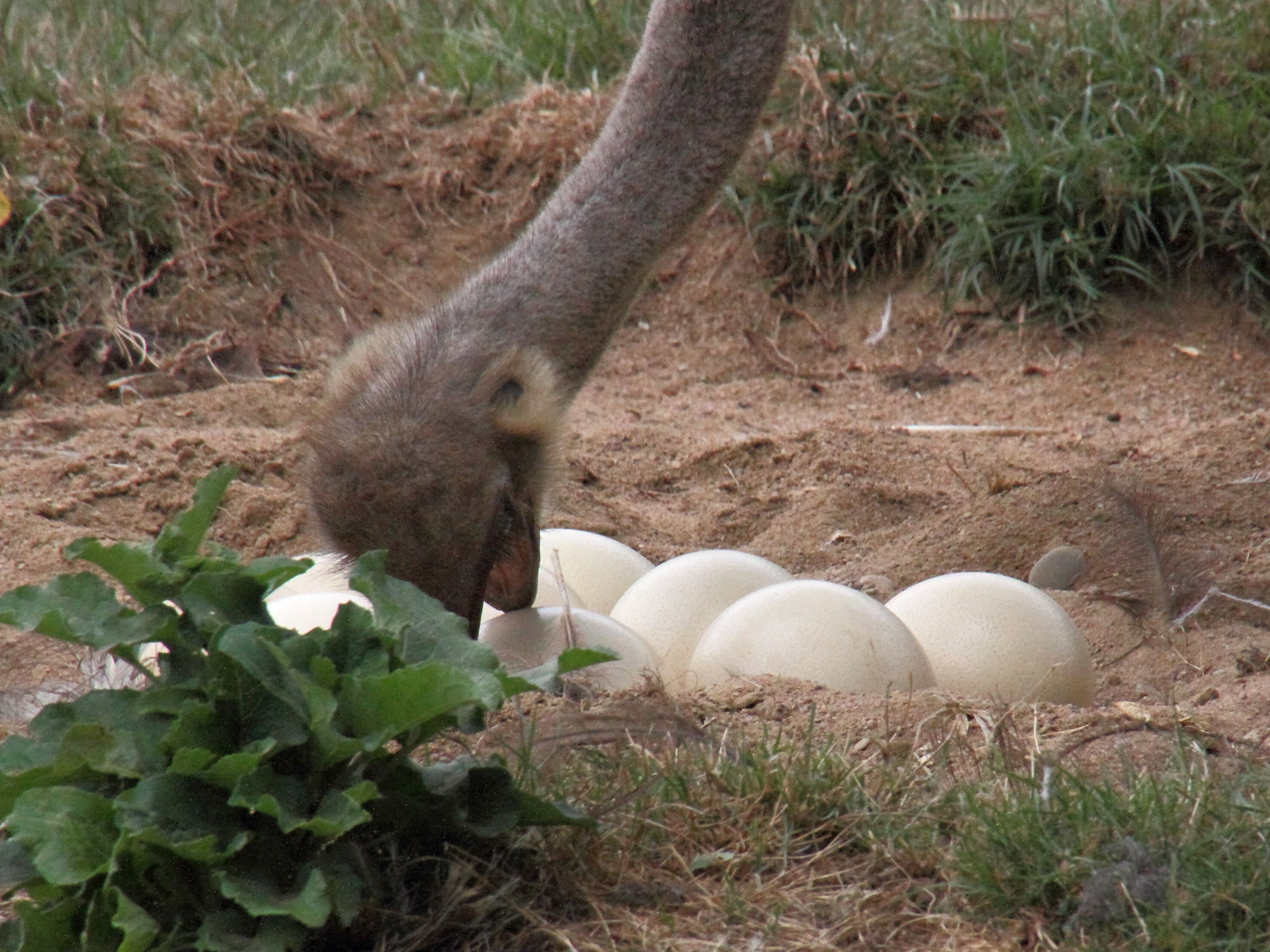 autruche_d-afrique_-_struthio_camelus9md