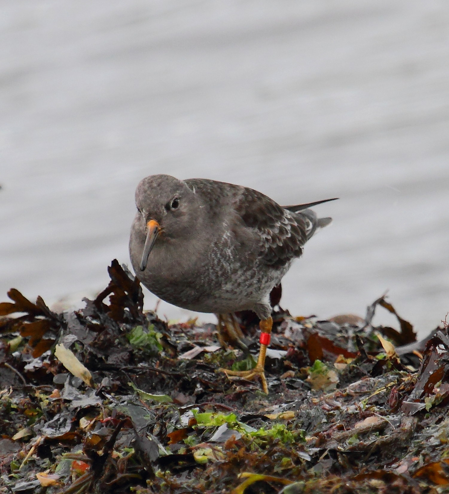 becasseau_violet_-_calidris_maritima2bd