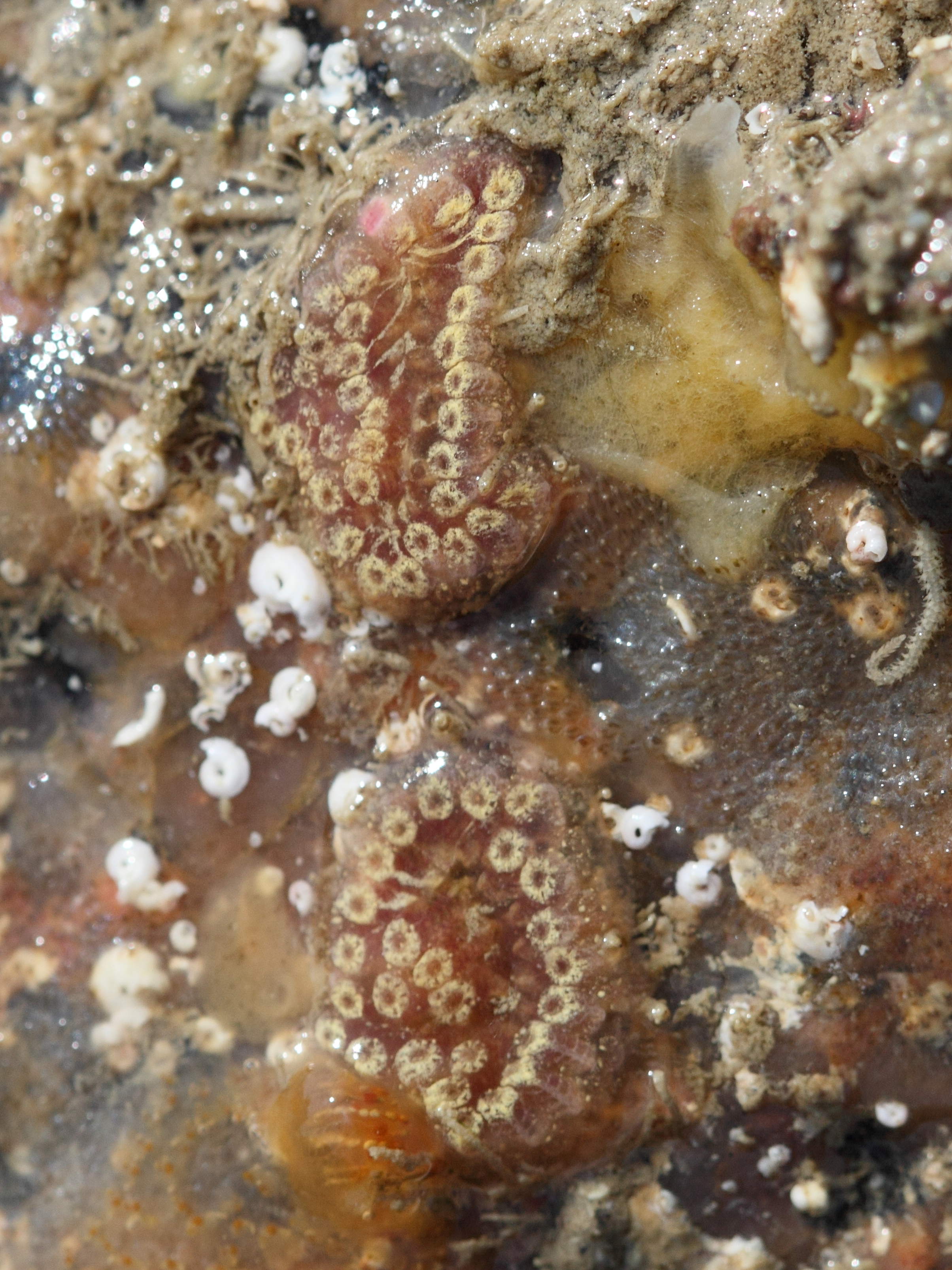 botrylloides_leachi2bd