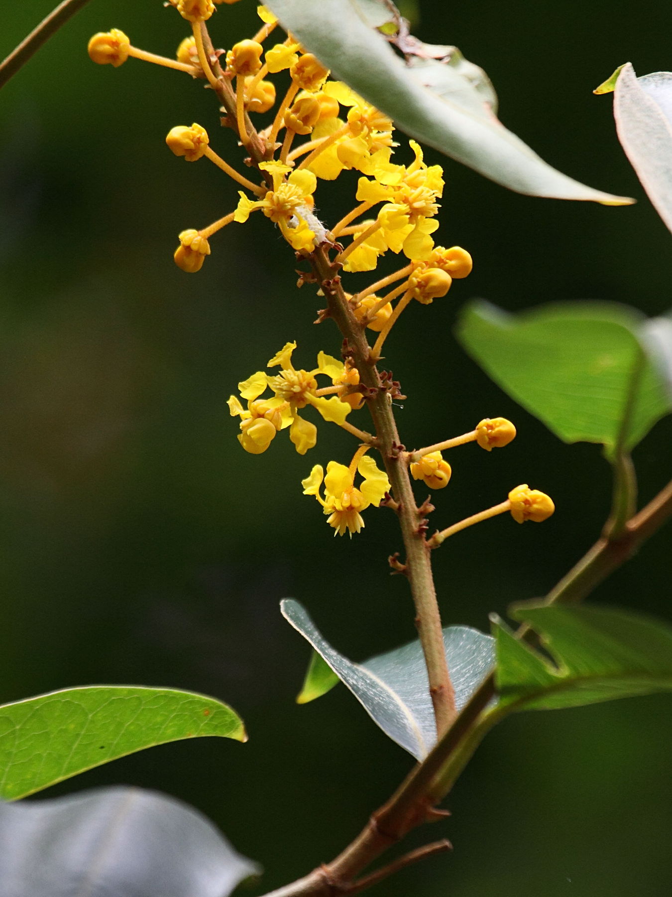 Afficher le média Bunchosia_polystachya Bunchosia_polystachya