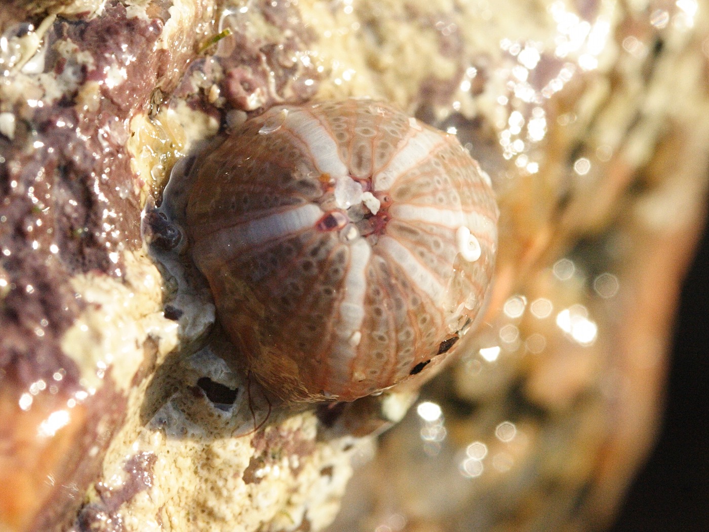 bunodactis_verrucosa1md