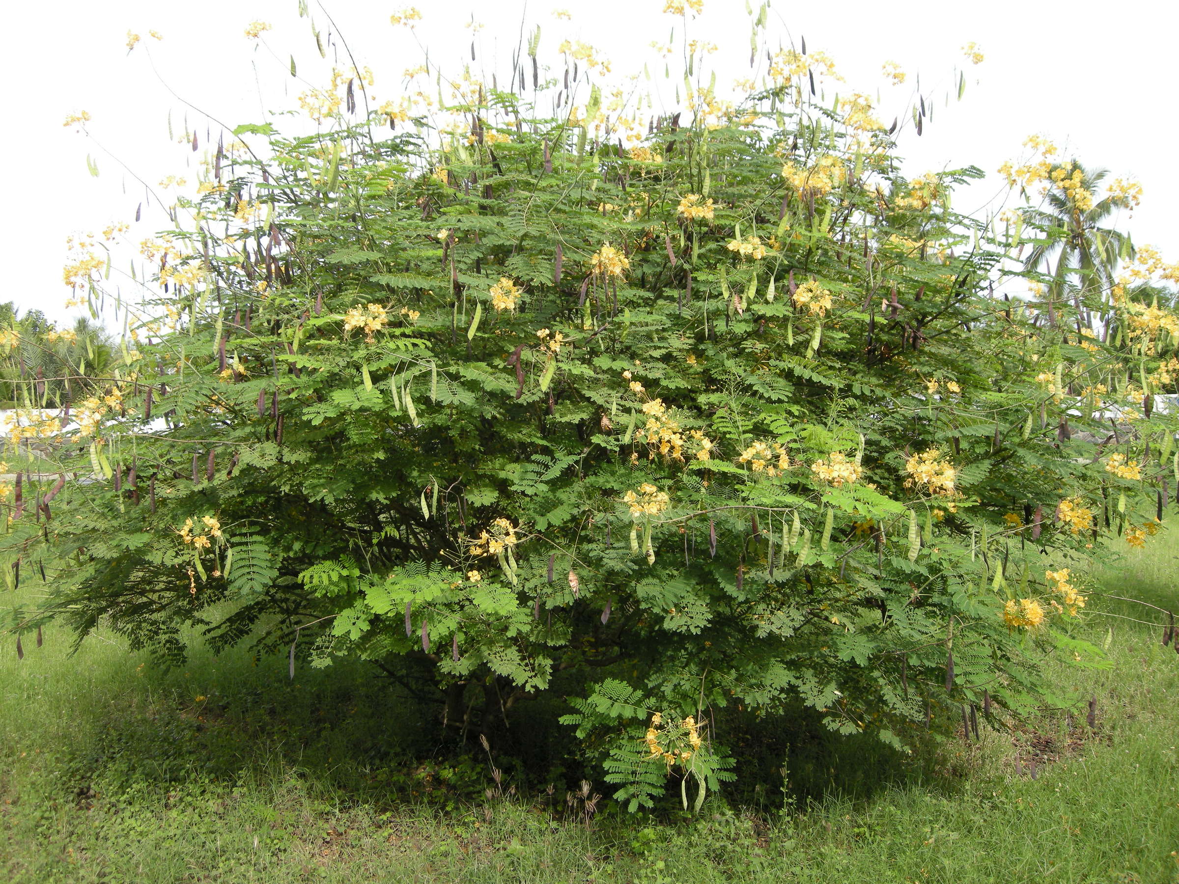 caesalpinia_pulcherrima1md