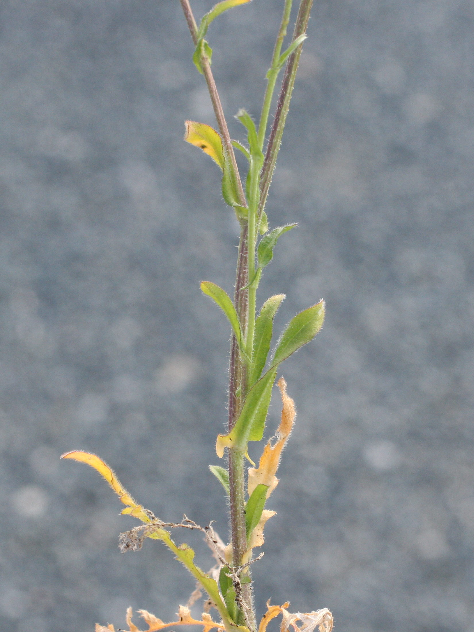 Afficher le média capsella_rubella5md capsella_rubella5md