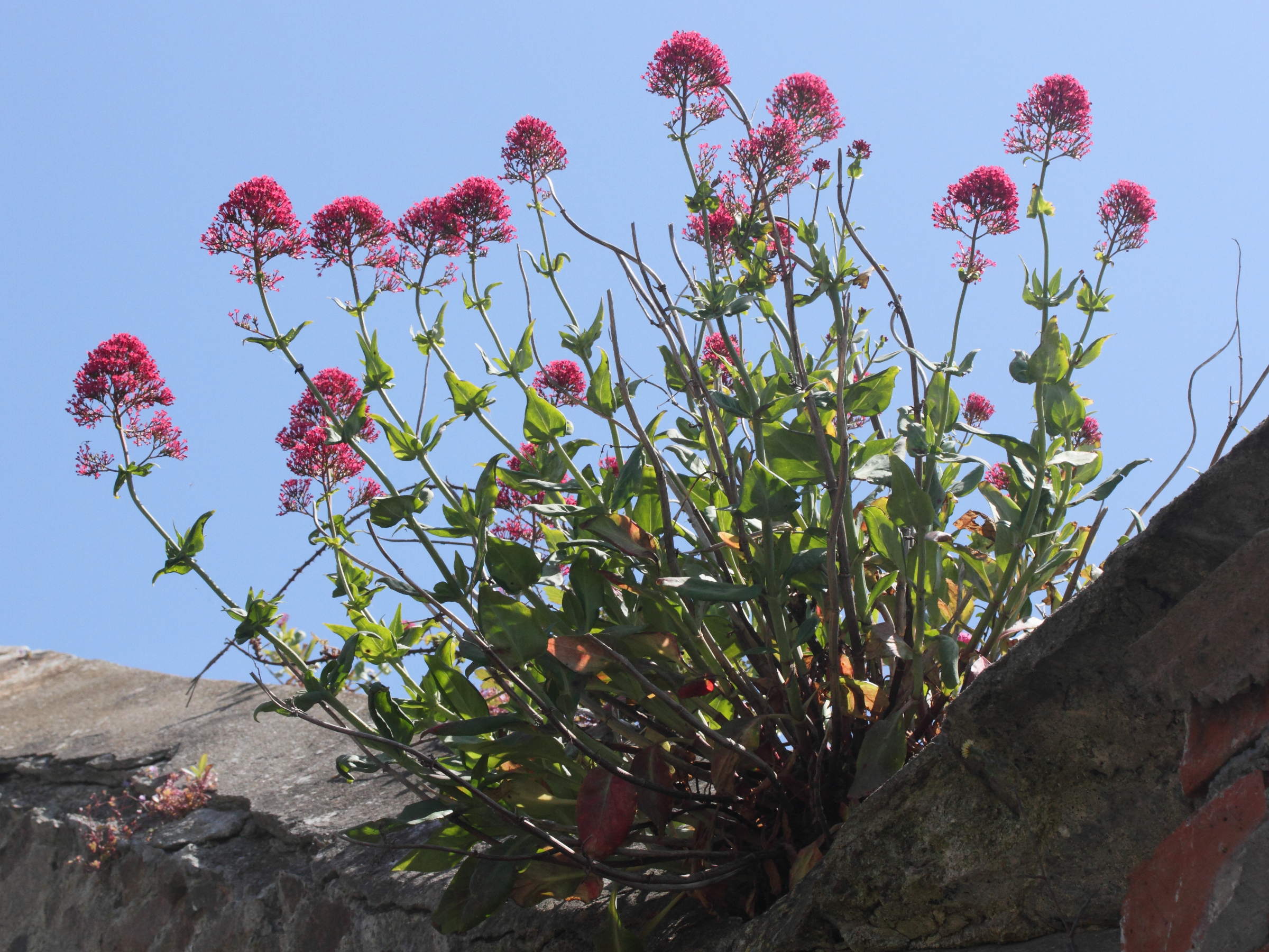 centranthus_ruber5md