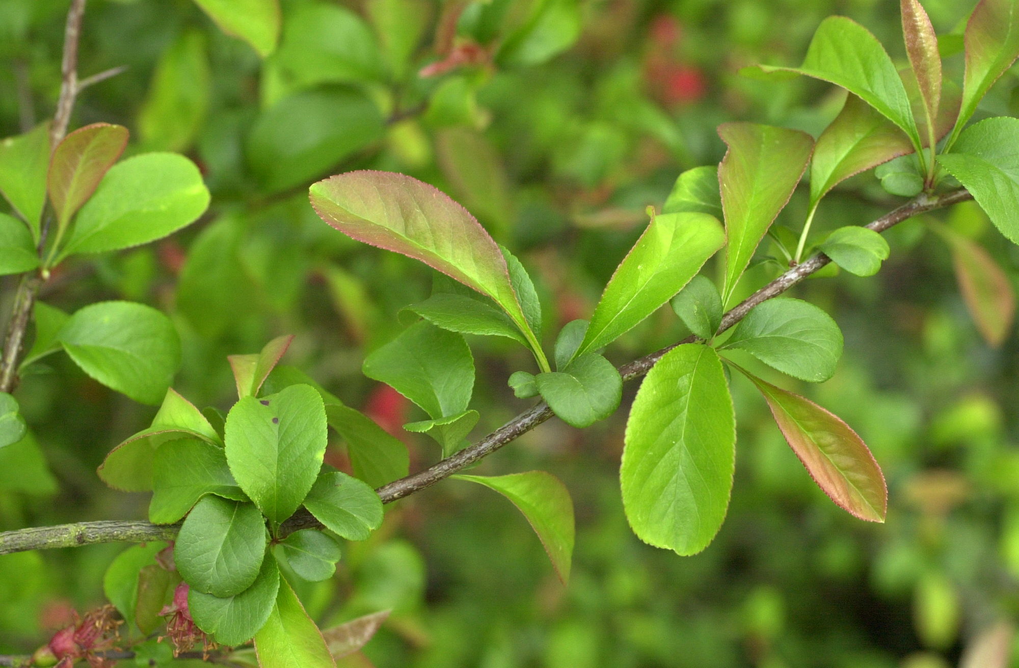 chaenomeles_japonica2md