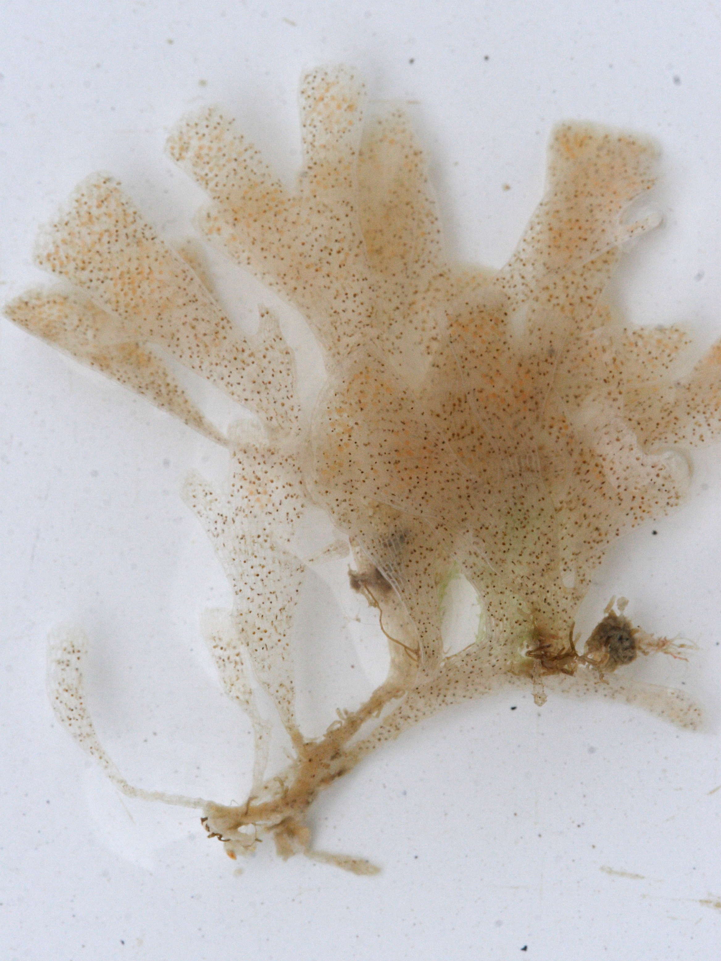 chartella_papyracea1md