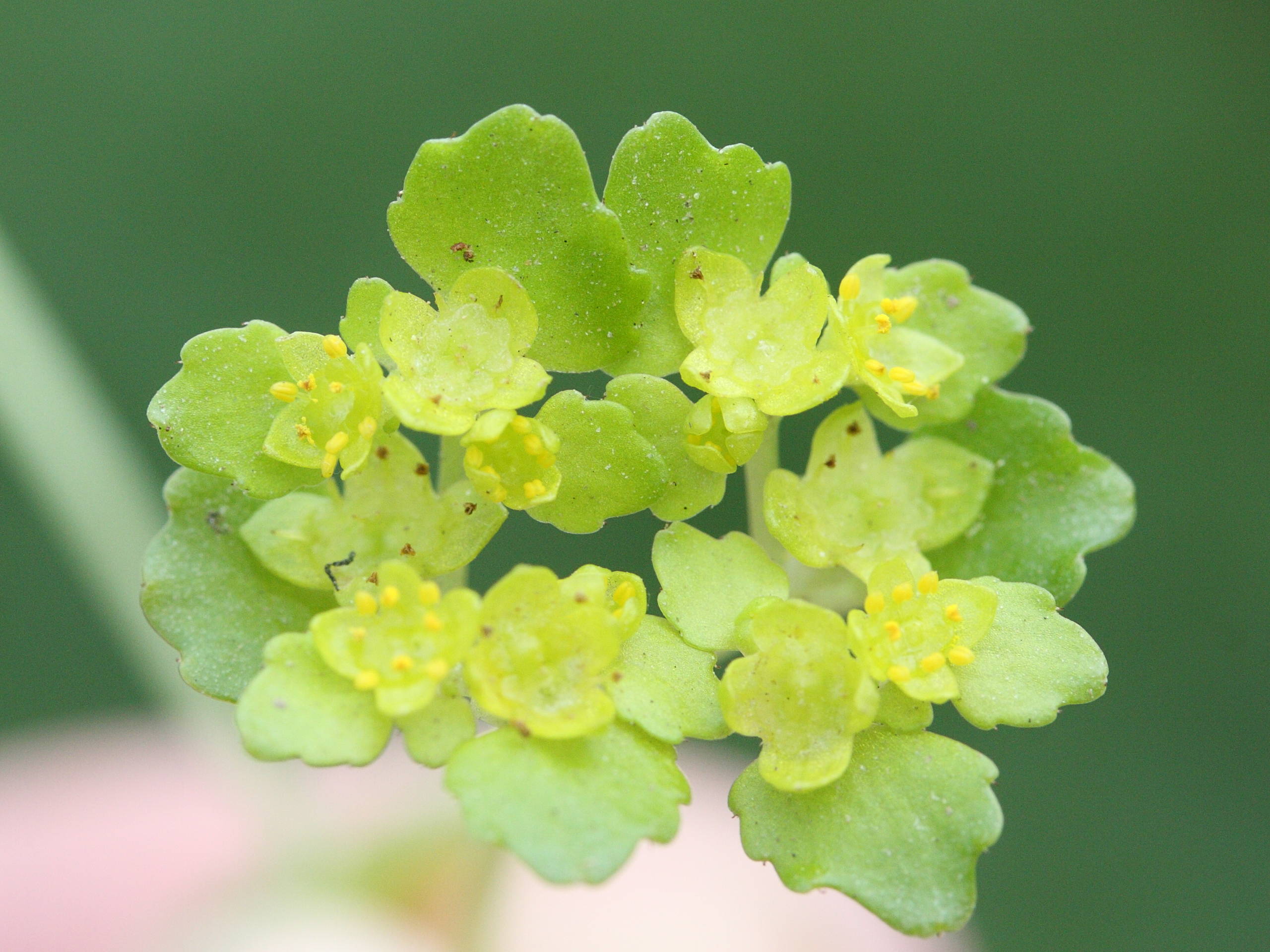 Afficher le média chrysosplenium_oppositifolium2md chrysosplenium_oppositifolium2md