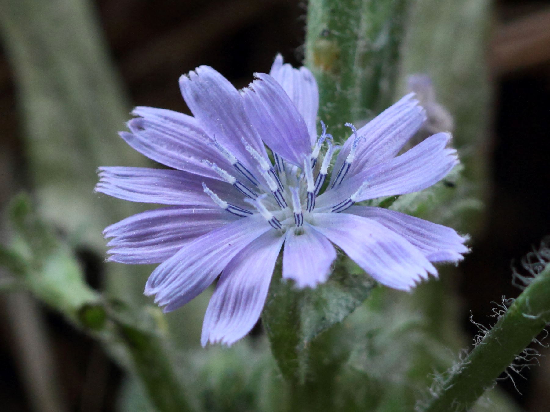 Afficher le média Cichorium_intybus Cichorium_intybus