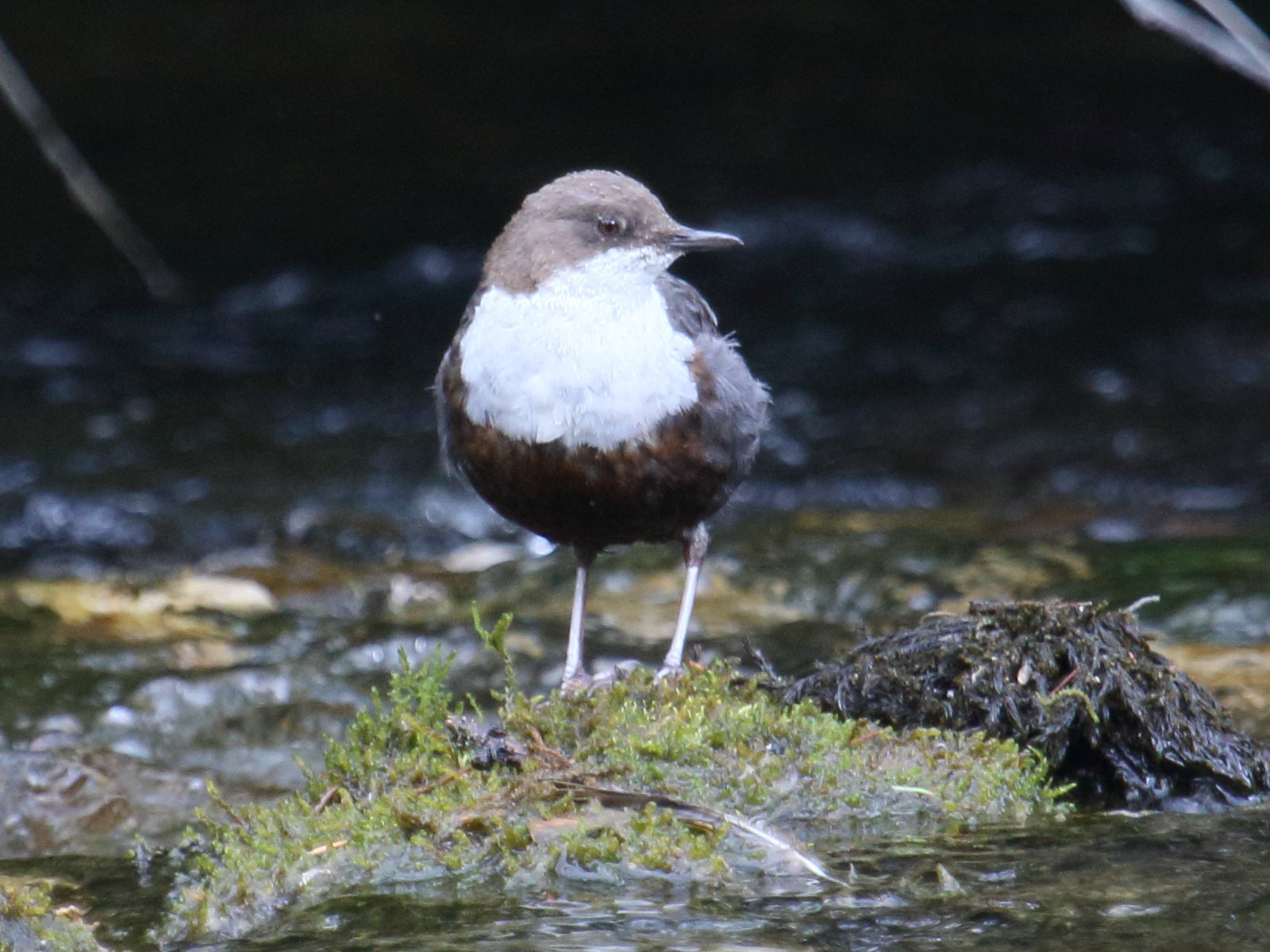 cincle_plongeur_-_cinclus_cinclus2bd