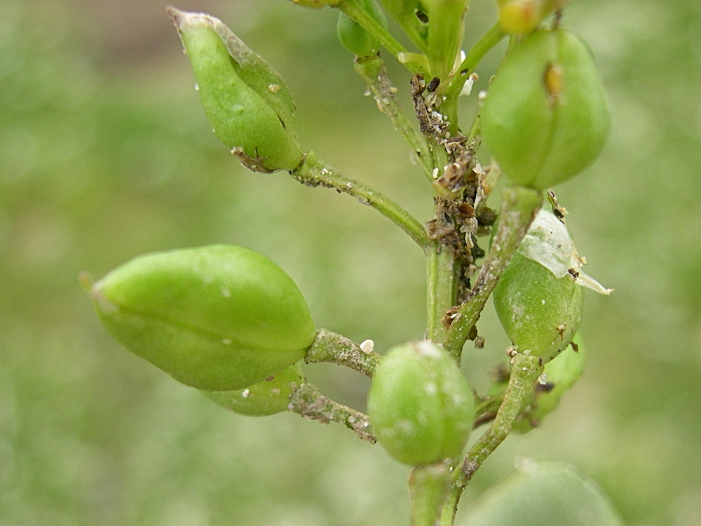 Afficher le média cochlearia_officinalis5md cochlearia_officinalis5md