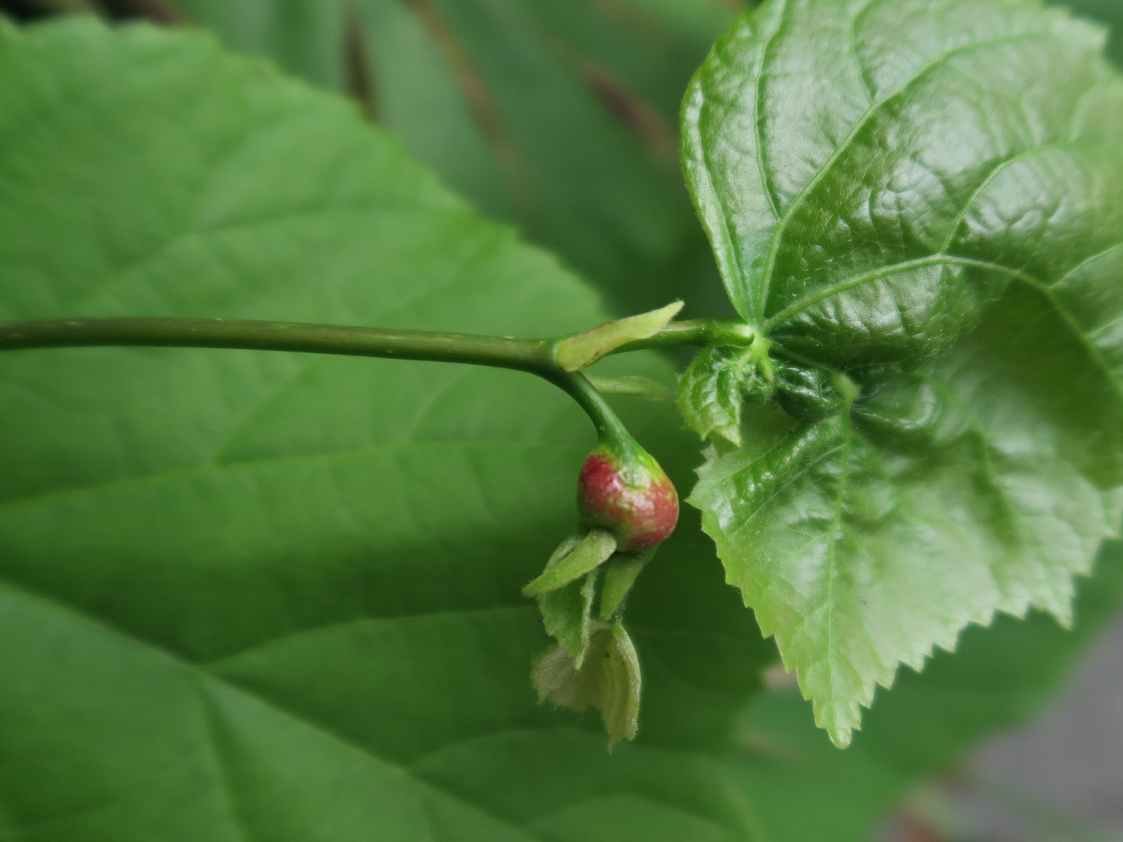 contarinia_tiliarum_galle1md