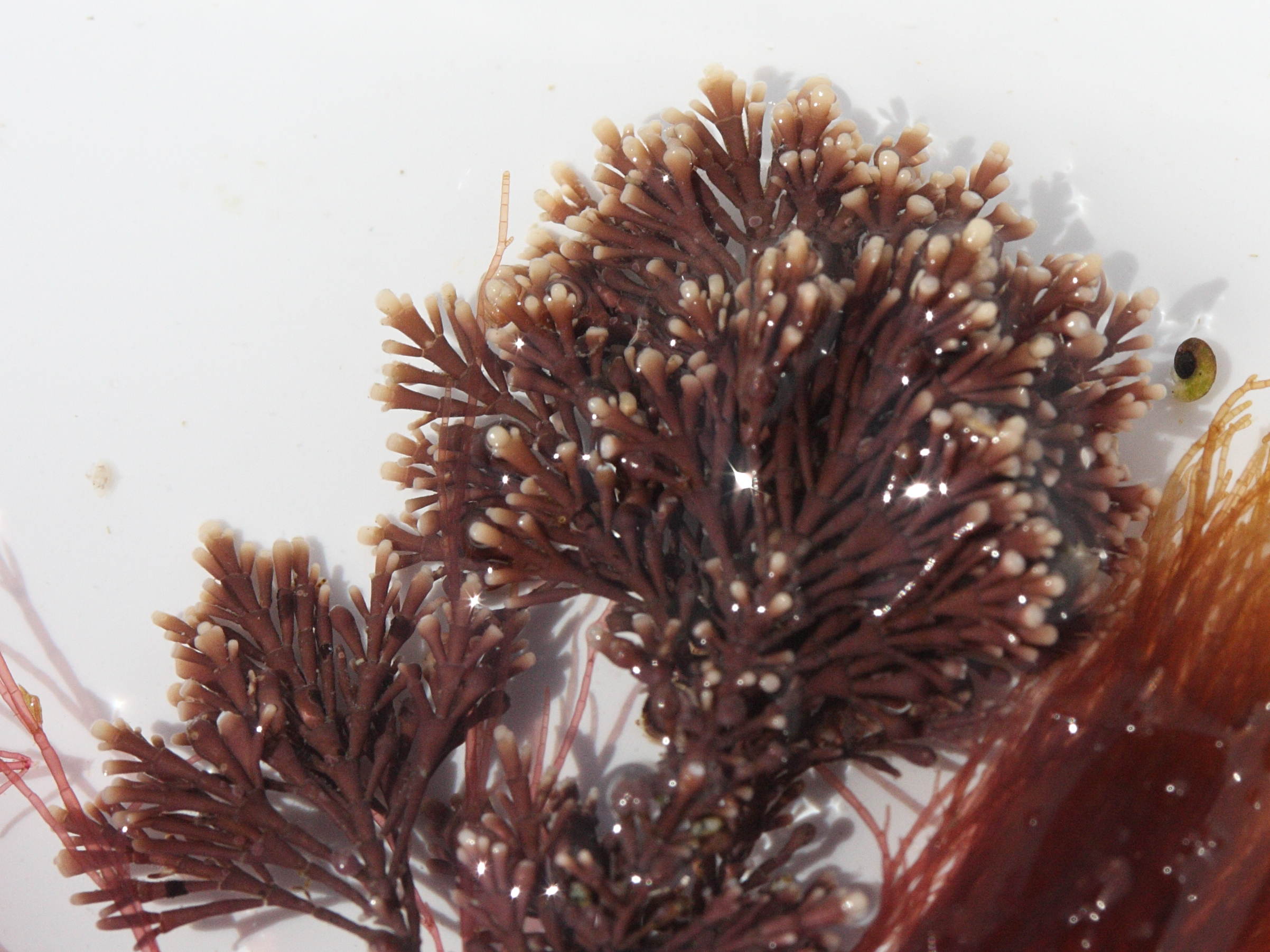 corallina_officinalis4md