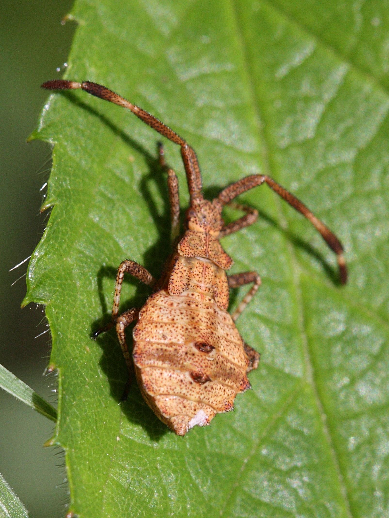 coreus_marginatus_juv2bd
