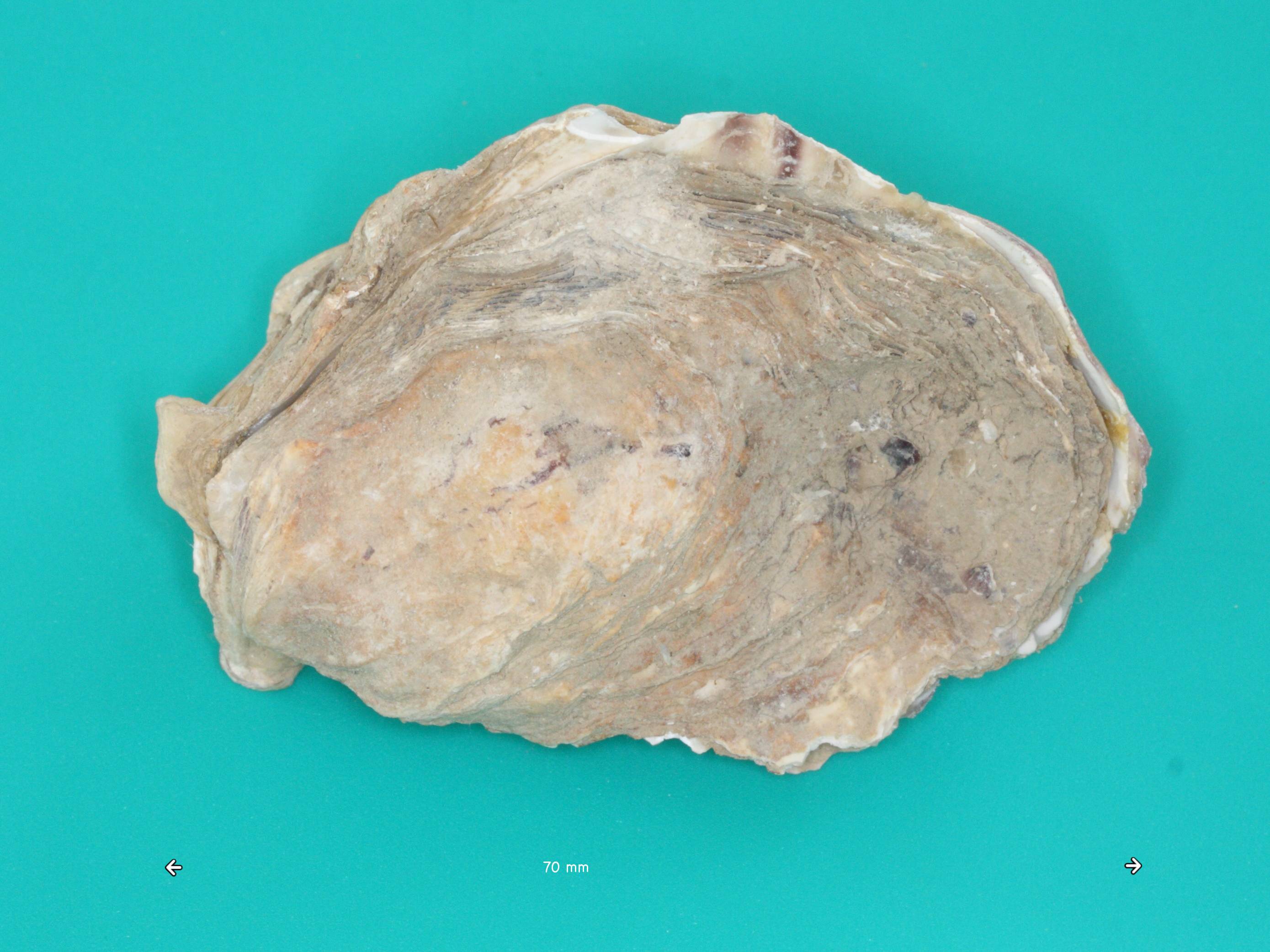 crassostrea_angulata1md