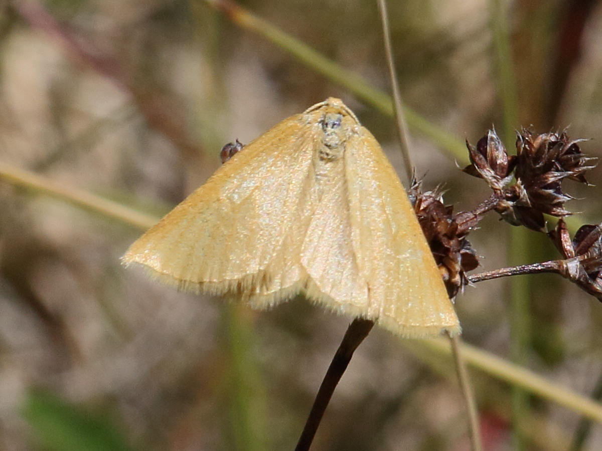 Afficher le média crocota_tinctaria2bd crocota_tinctaria2bd