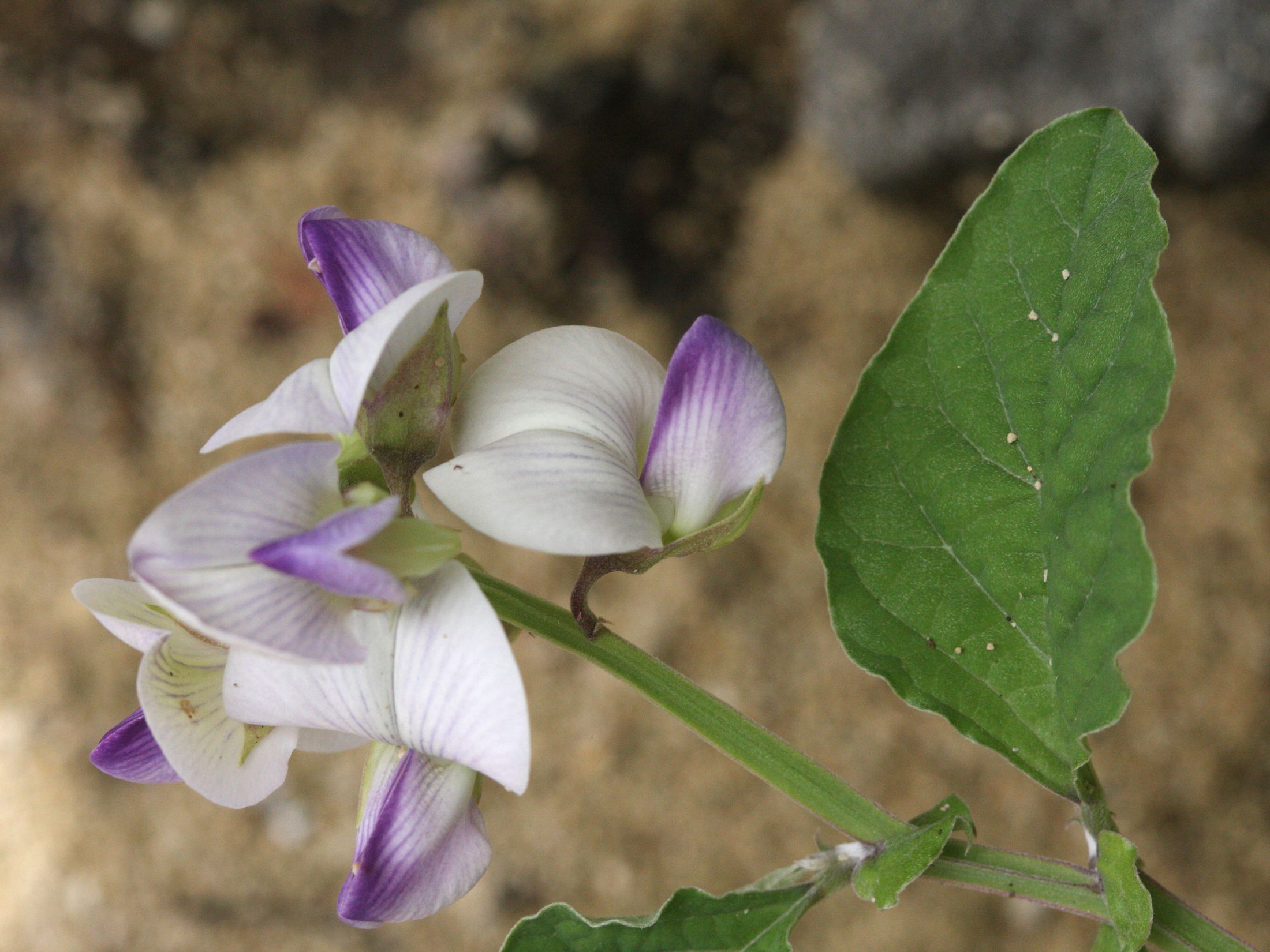 crotalaria_verrucosa2md