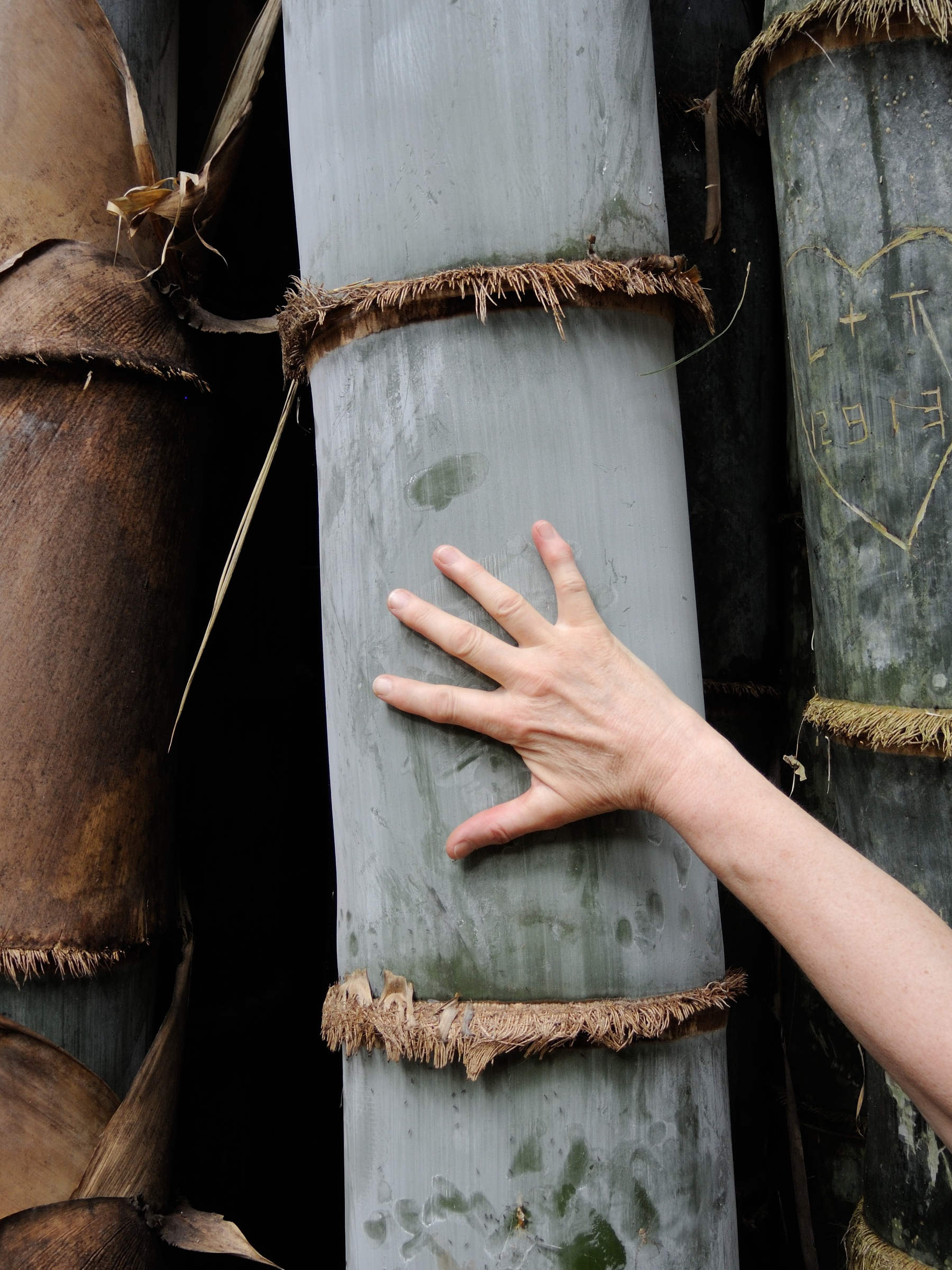 dendrocalamus_giganteus4md