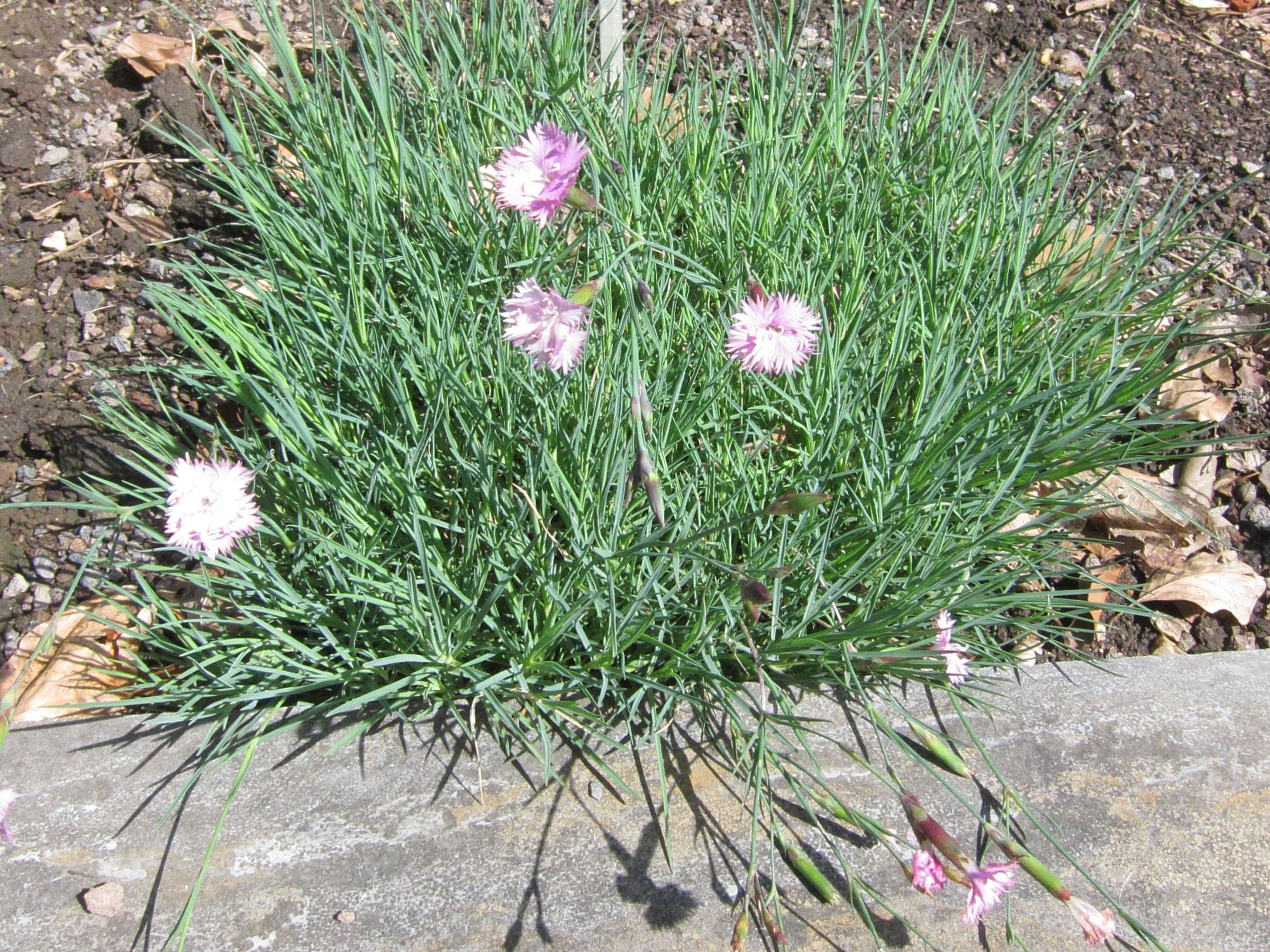 dianthus_turkestanicus1bd