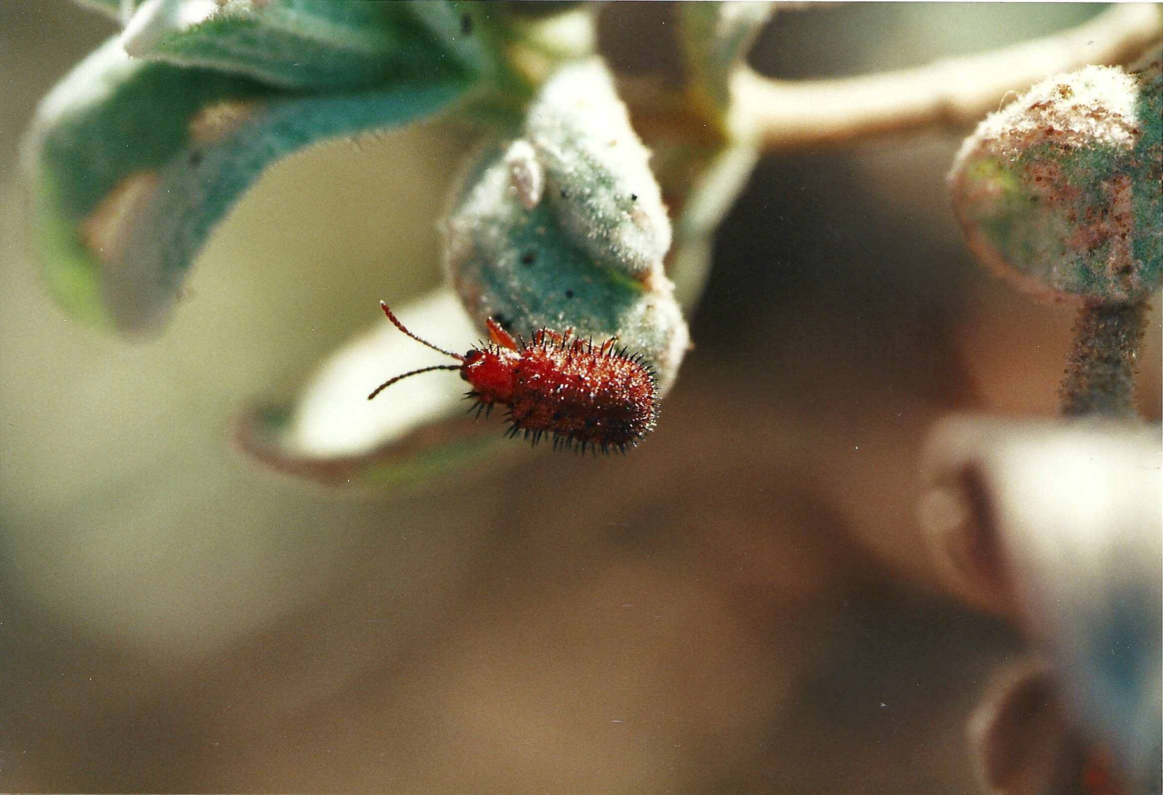 dicladispa_testacea1md