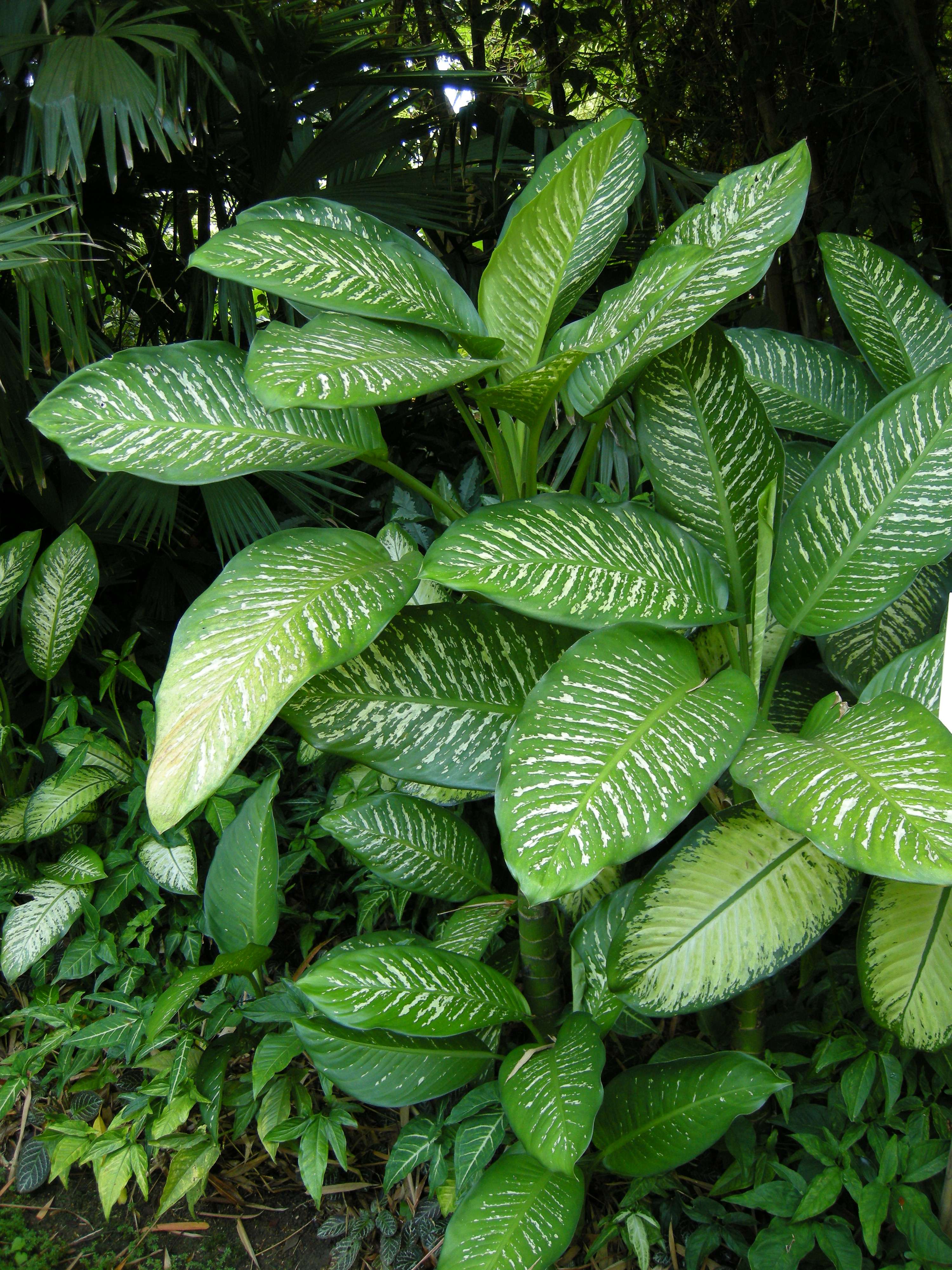 dieffenbachia_seguine3md