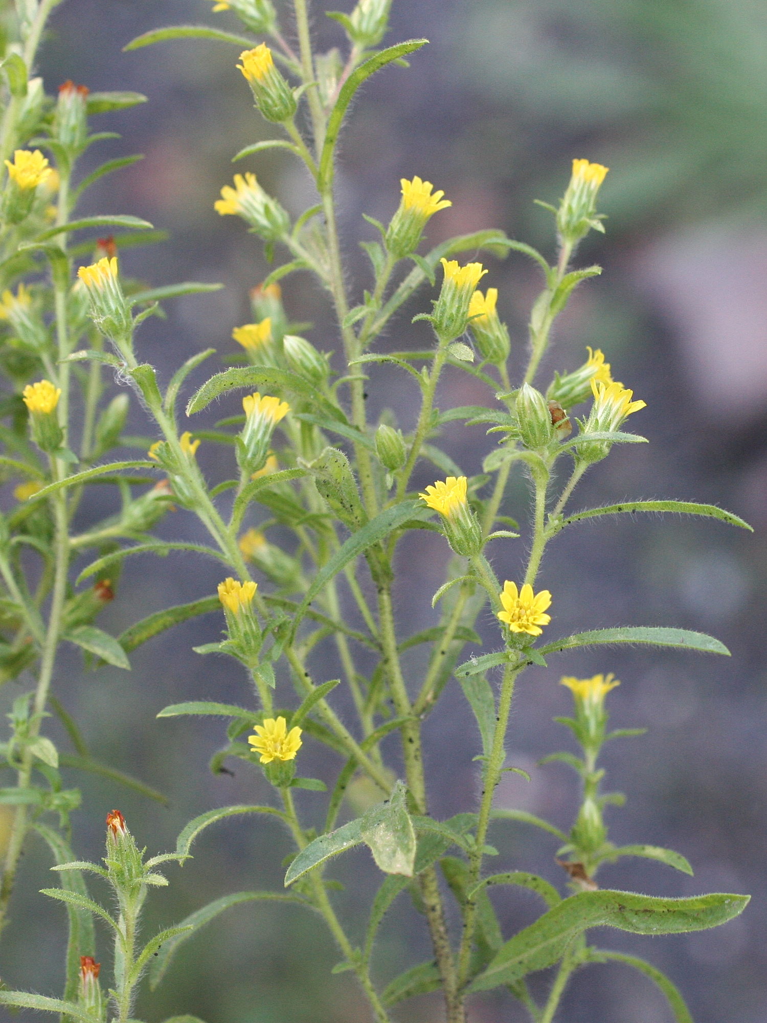 dittrichia_graveolens2md