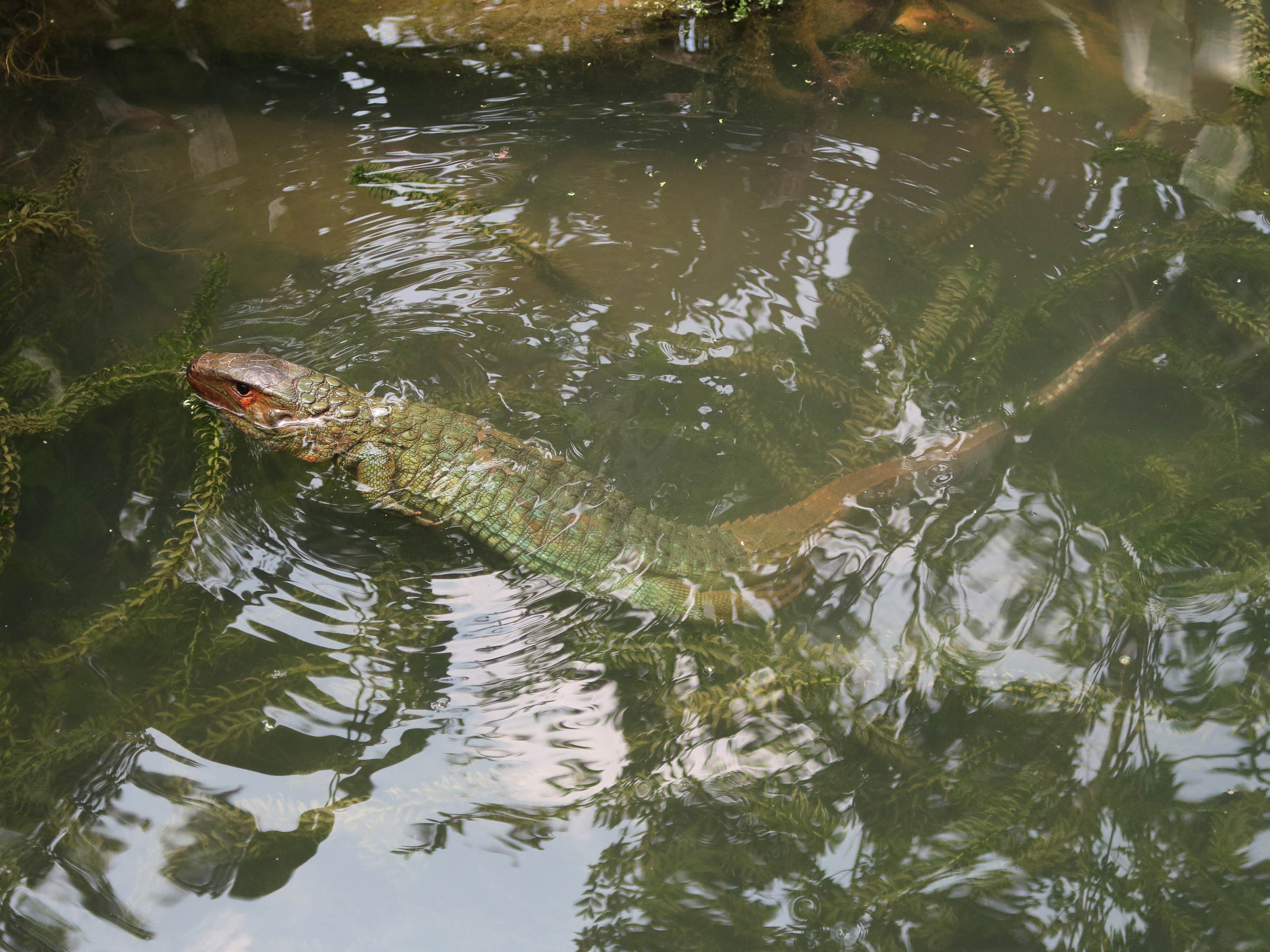 dracaena_guianensis6md