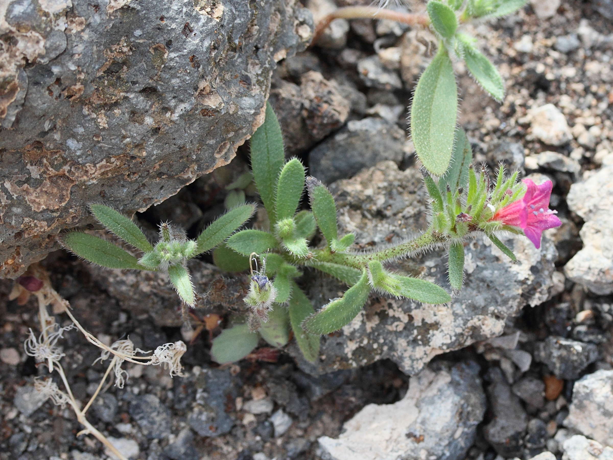 Afficher le média echium_bonnetii2md echium_bonnetii2md