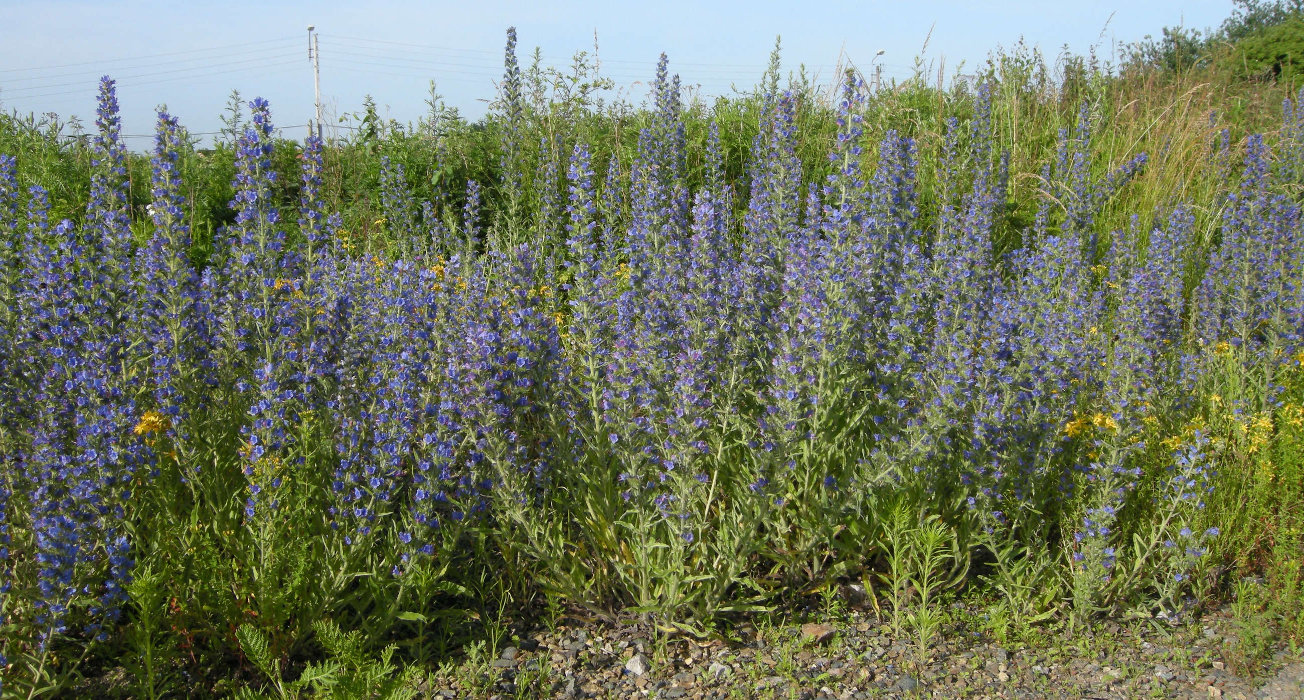 Afficher le média echium_vulgare1md echium_vulgare1md