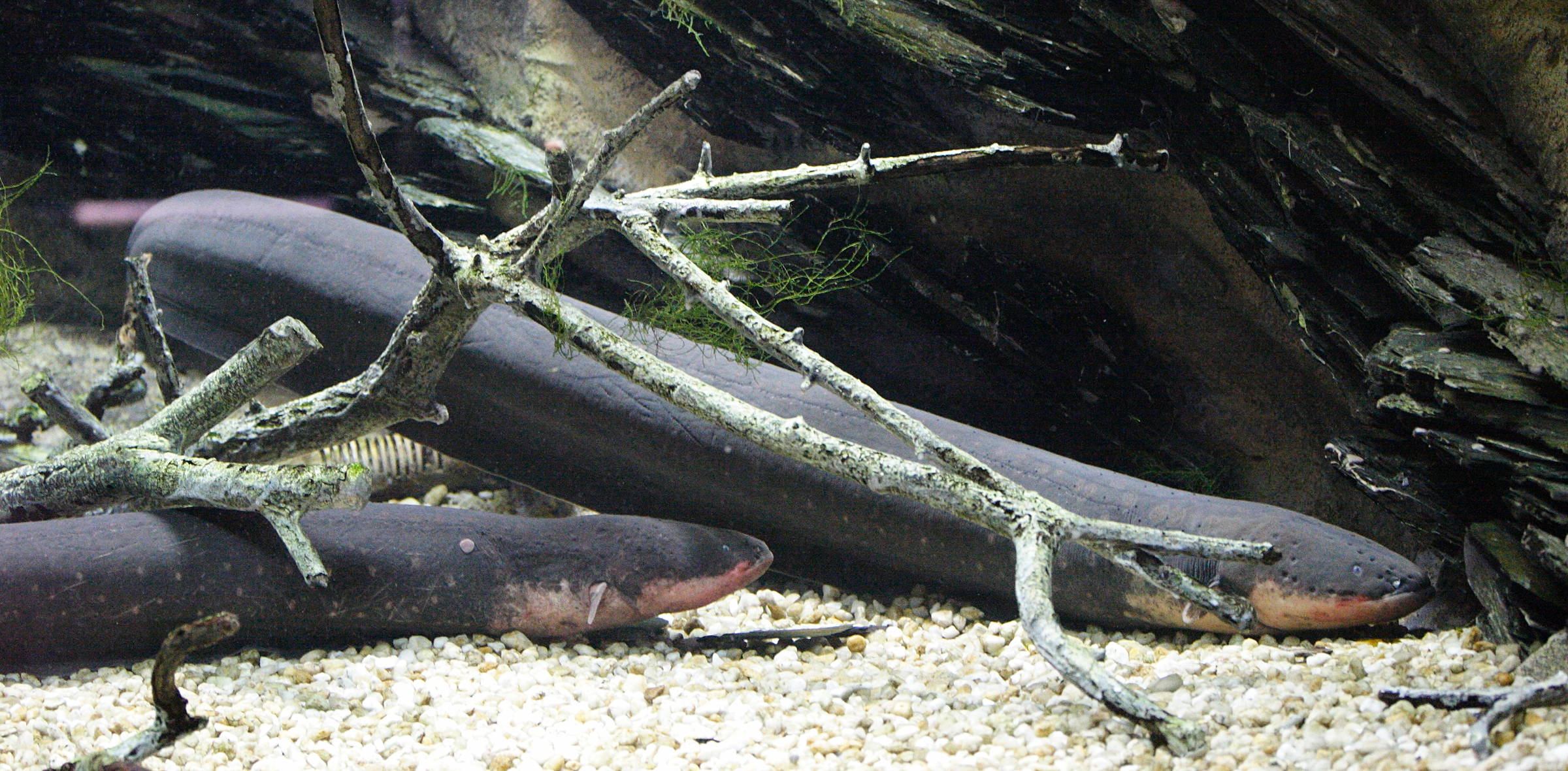 Afficher le média electrophorus_electricus3md electrophorus_electricus3md