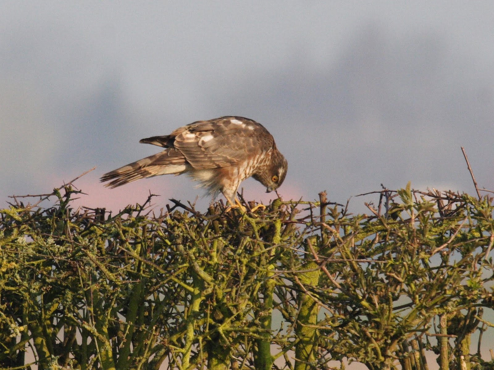 Afficher le média epervier_d-europe_-_accipiter_nisus3bd epervier_d-europe_-_accipiter_nisus3bd