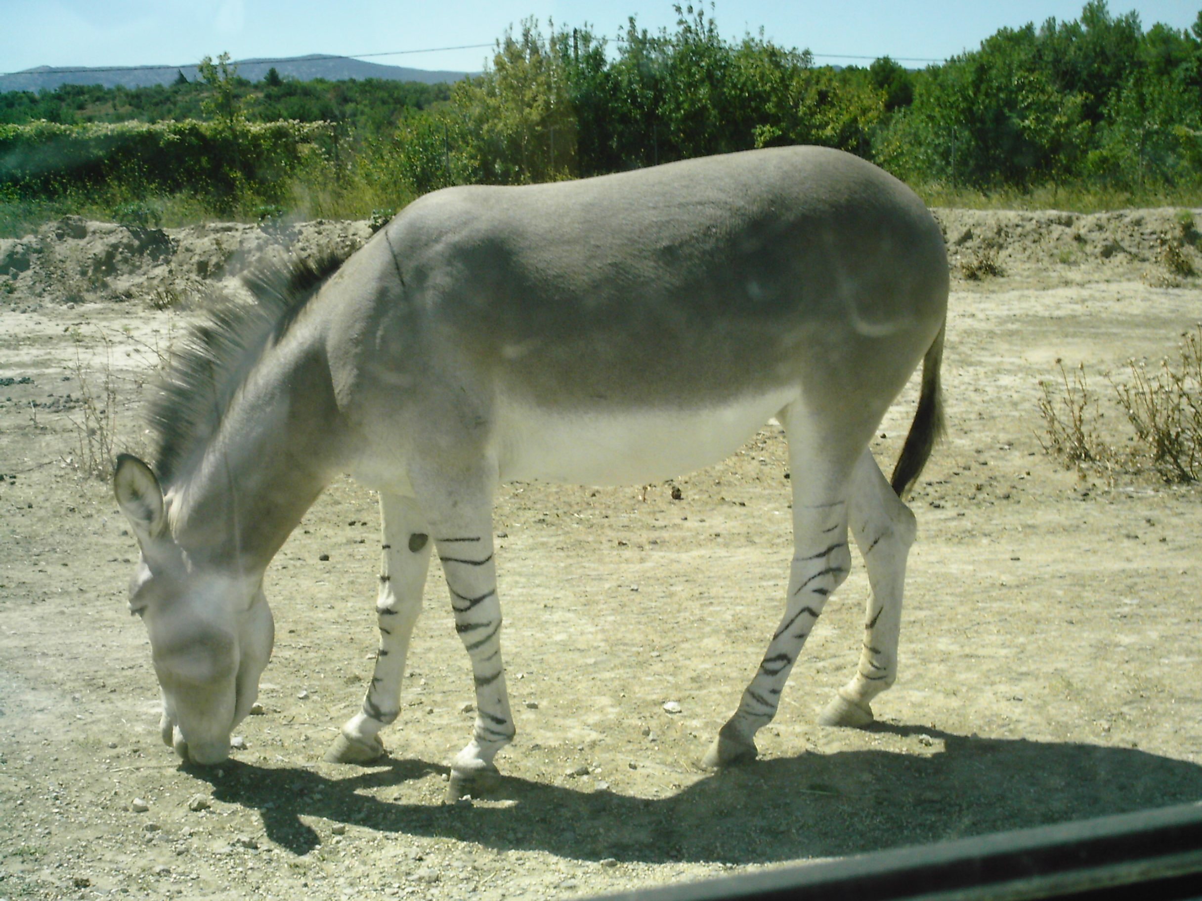 equus_africanus_somaliensis4cc