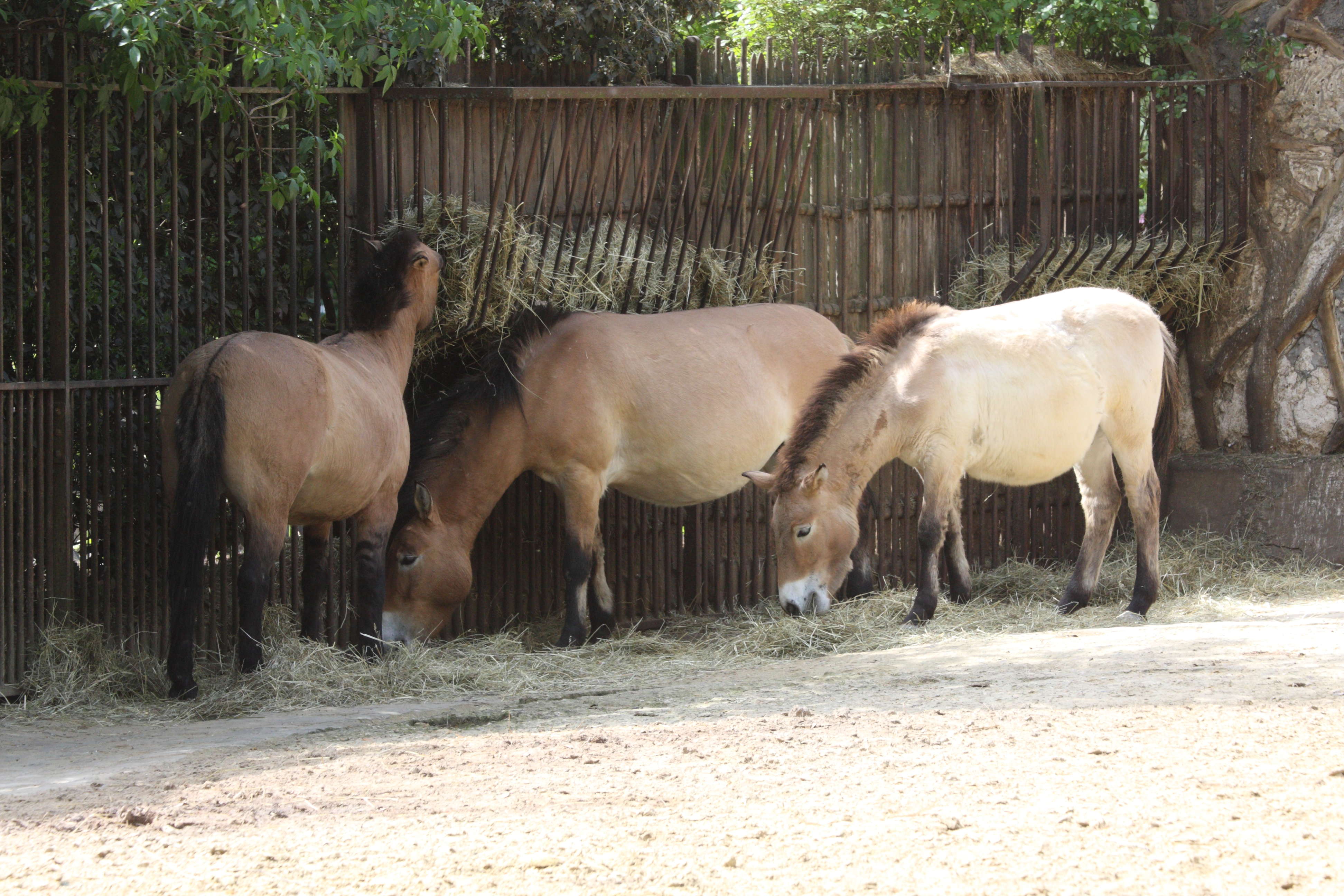 equus_ferus_przewalskii1md