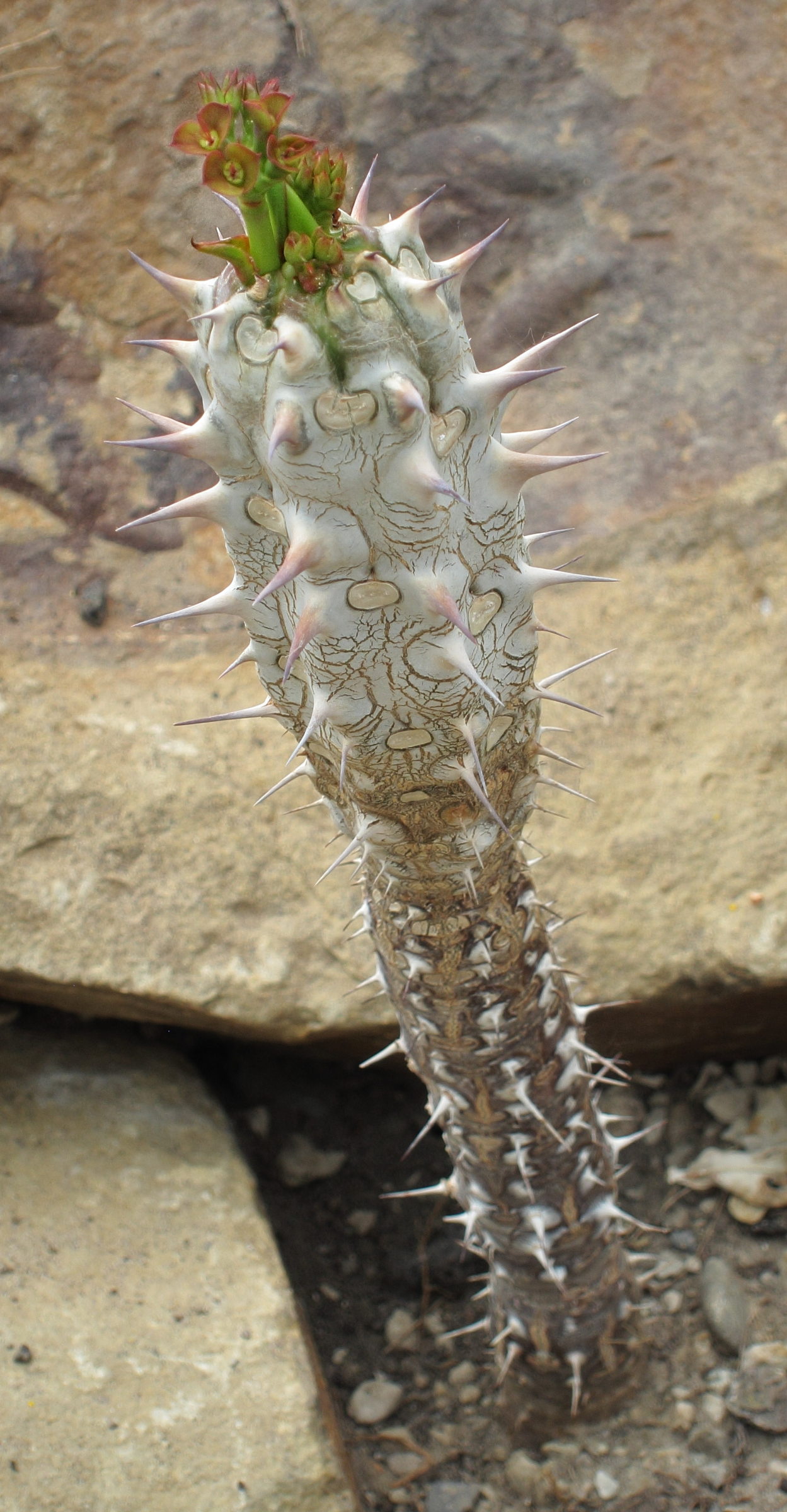 Afficher le média euphorbia_horombensis1bbd euphorbia_horombensis1bbd