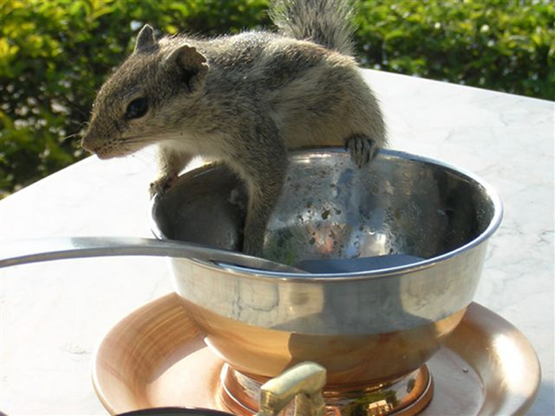 funambulus_pennanti1gc