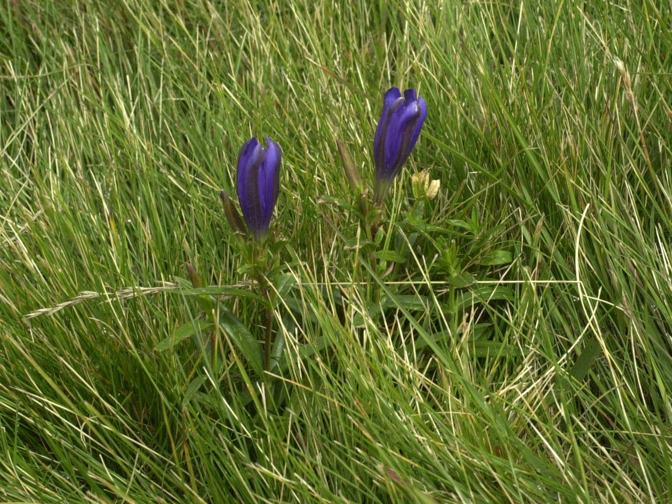 gentiana_pneumonanthe2md